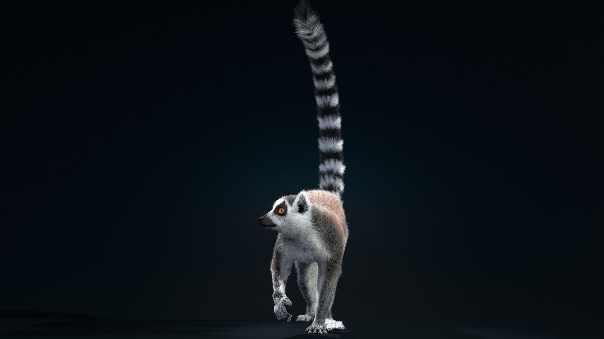 Ring Tailed Lemur Animated  VFX Grace 3D model_9