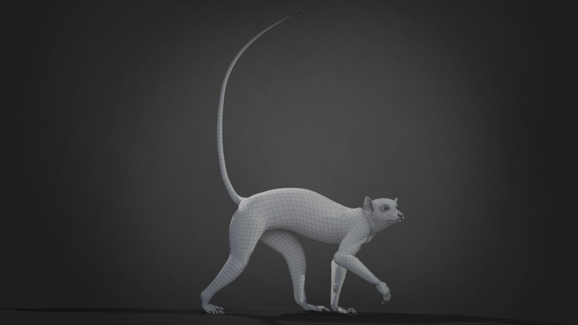 Ring Tailed Lemur Animated  VFX Grace 3D model_19