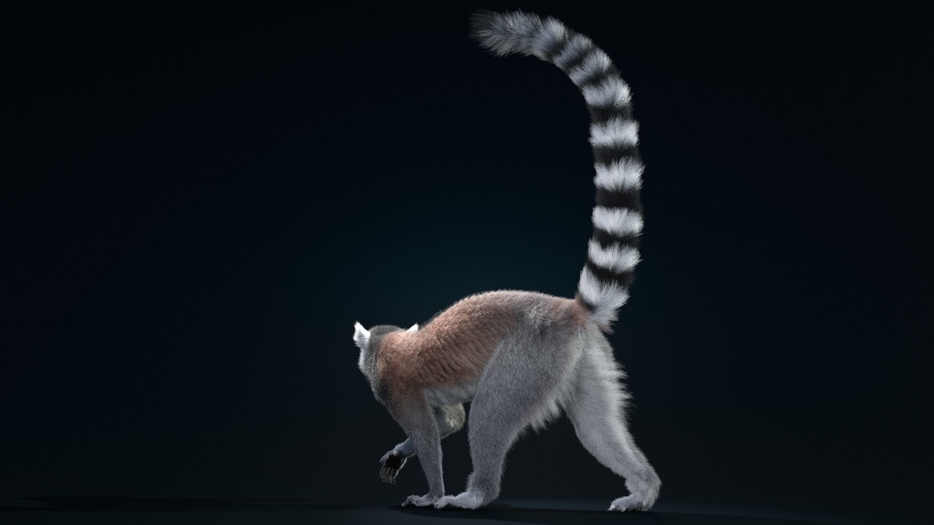 Ring Tailed Lemur Animated  VFX Grace 3D model_7