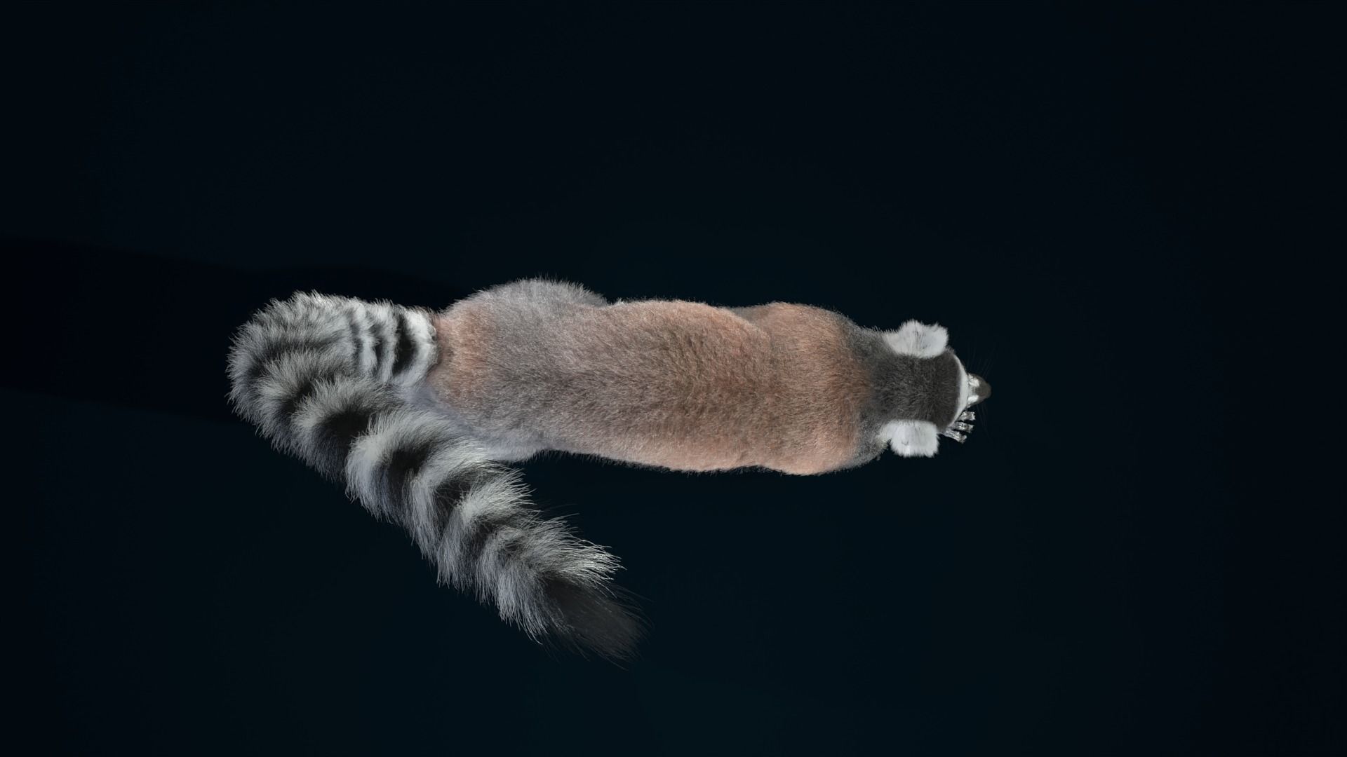 Ring Tailed Lemur Animated  VFX Grace 3D model_11