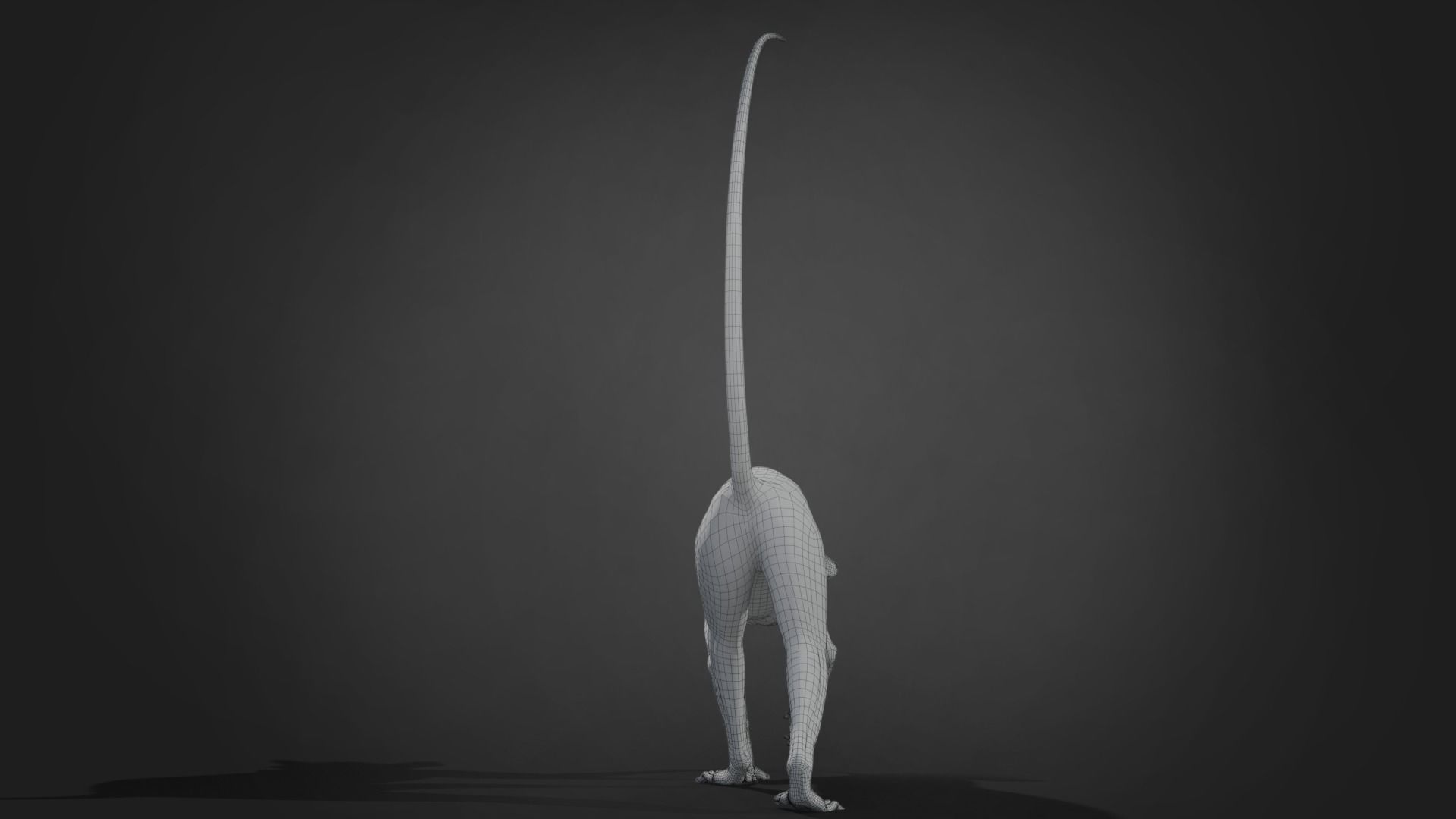 Ring Tailed Lemur Animated  VFX Grace 3D model_17