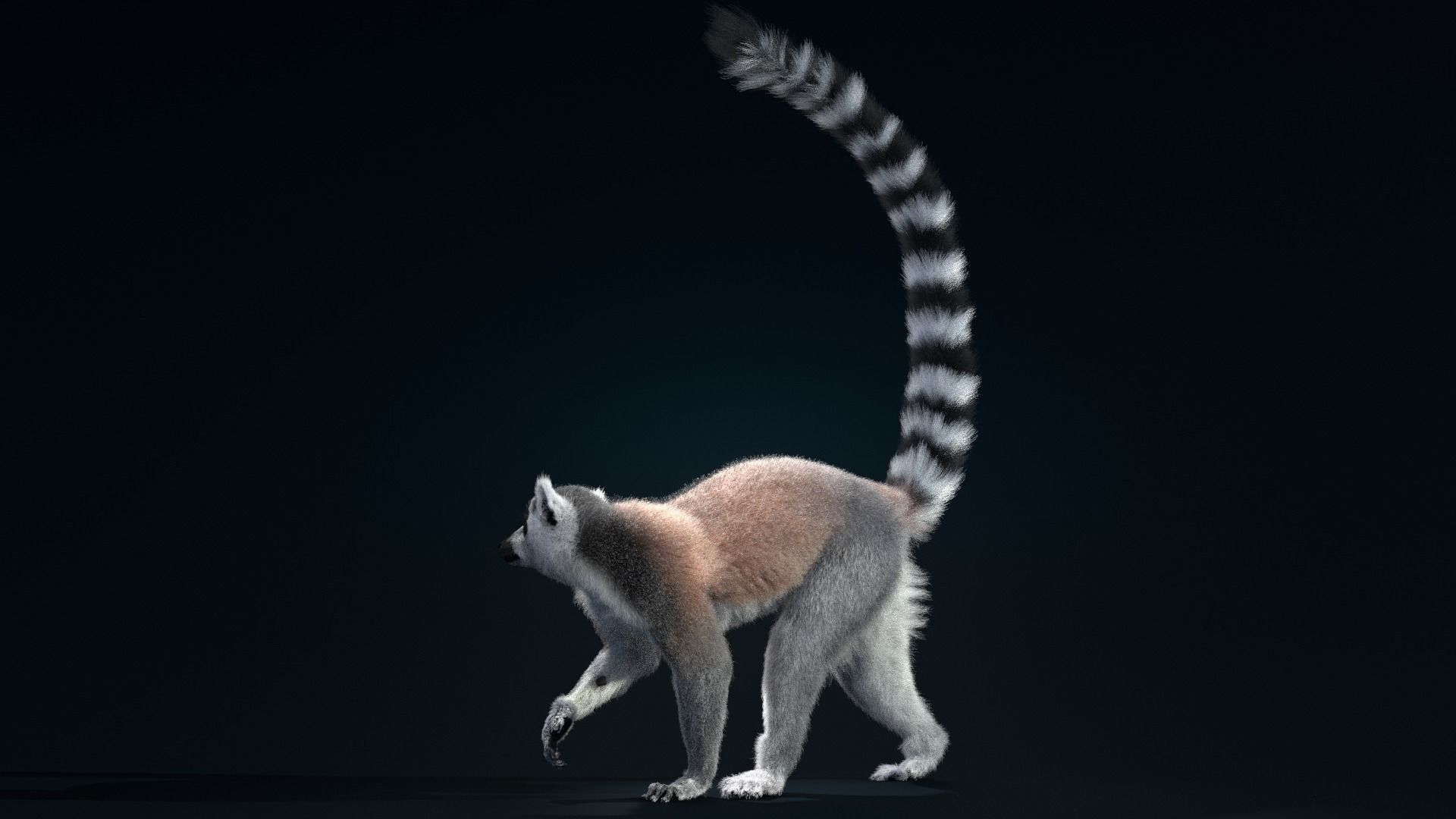 Ring Tailed Lemur Animated  VFX Grace 3D model_8