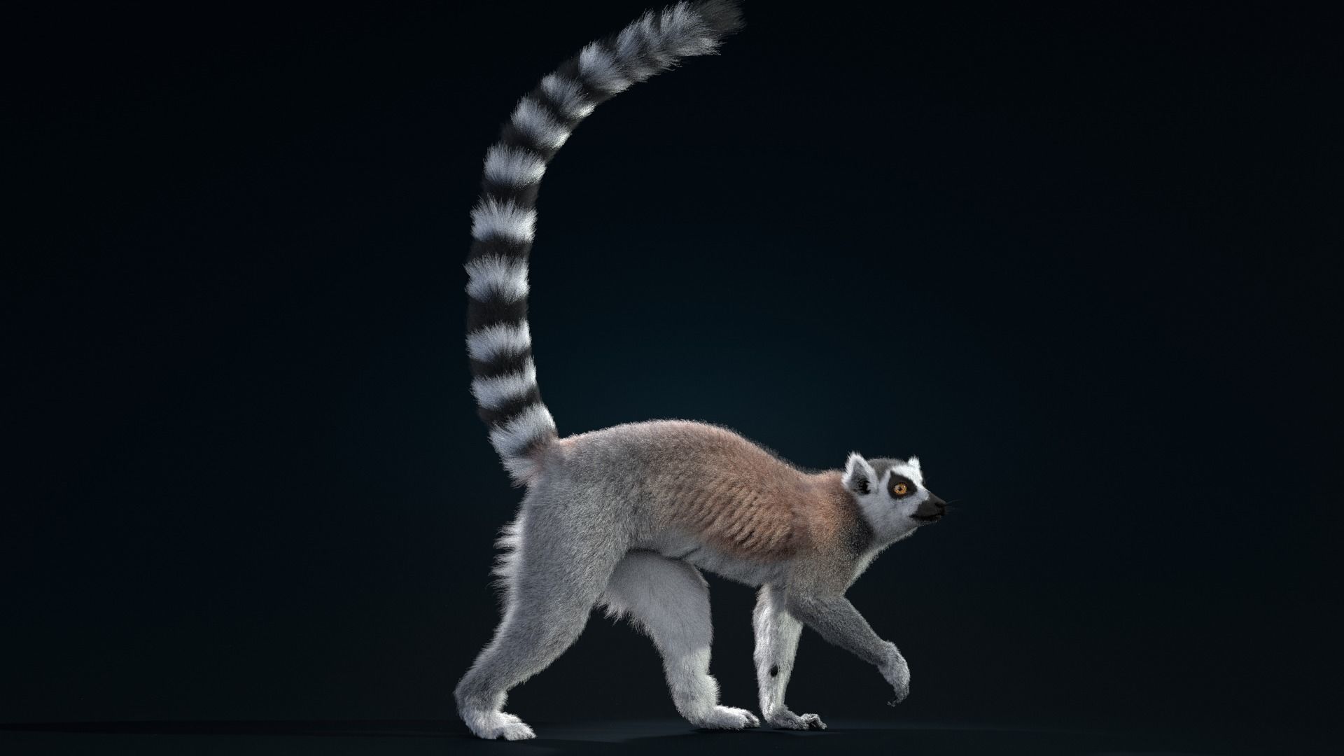 Ring Tailed Lemur Animated  VFX Grace 3D model_4