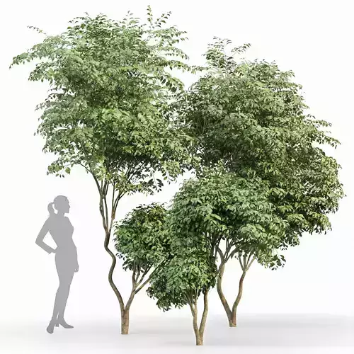 Beautiful 3Trees Japanese Cherry Leaf 3D model