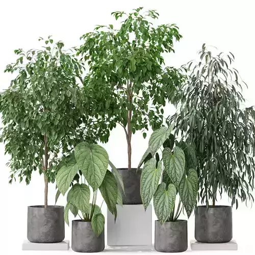 Plants collection 578 3D model