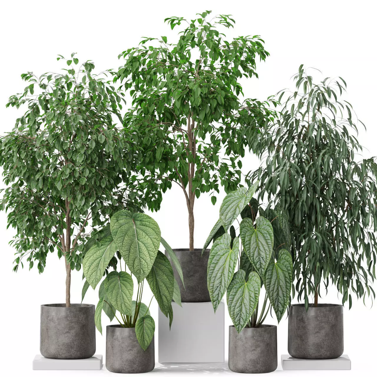 Plants collection 578 3D model_0