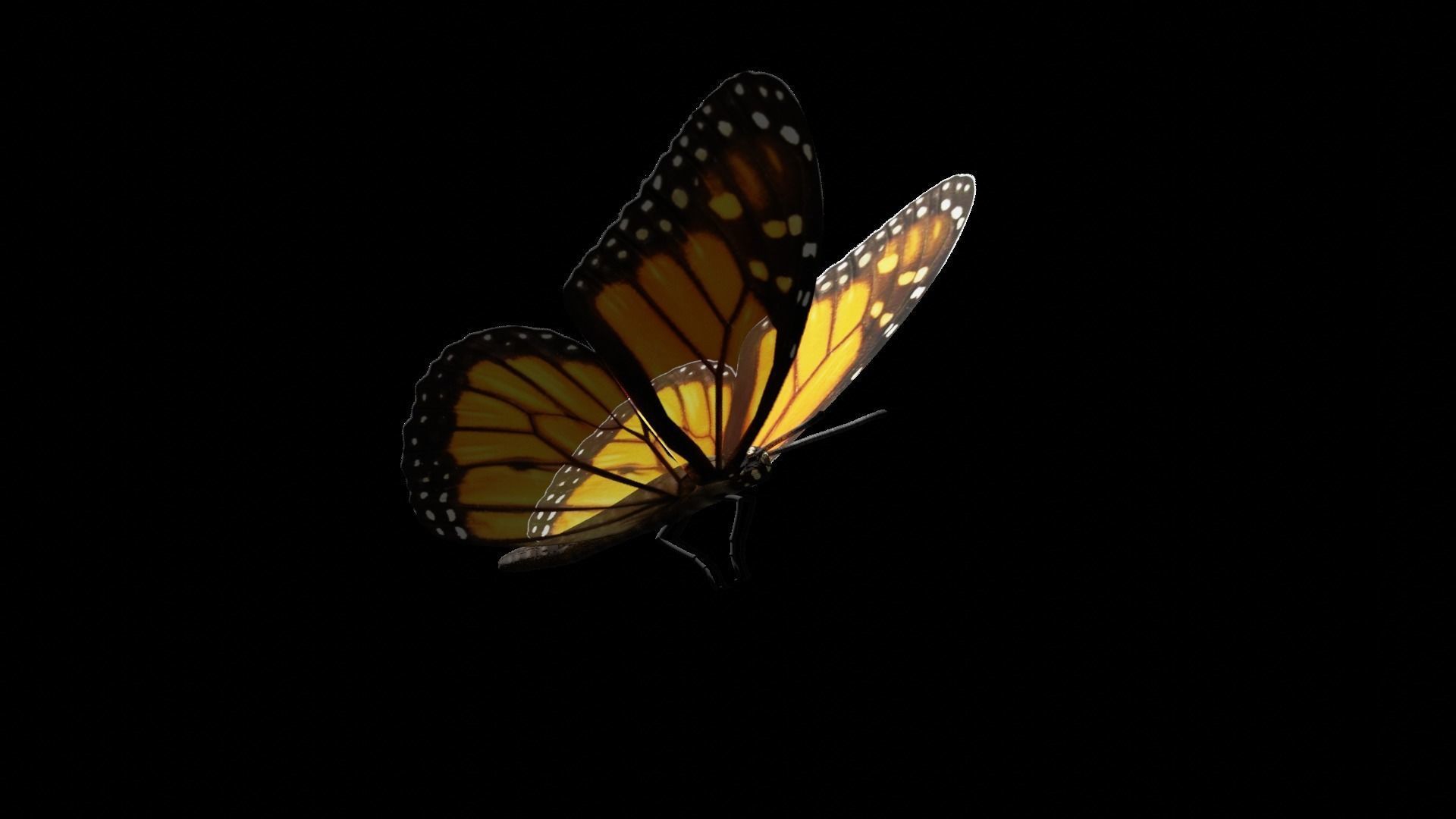 Butterfly fully rigged and animated Low-poly 3D model_3