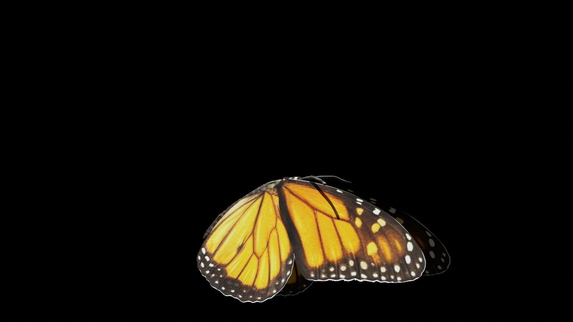 Butterfly fully rigged and animated Low-poly 3D model_8