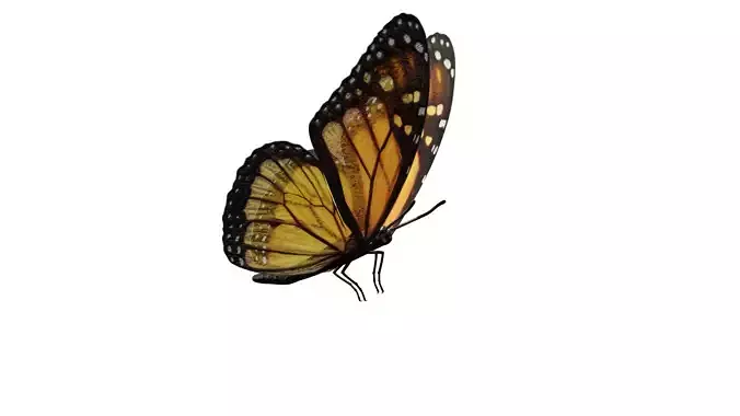 Butterfly fully rigged and animated Low-poly 3D model