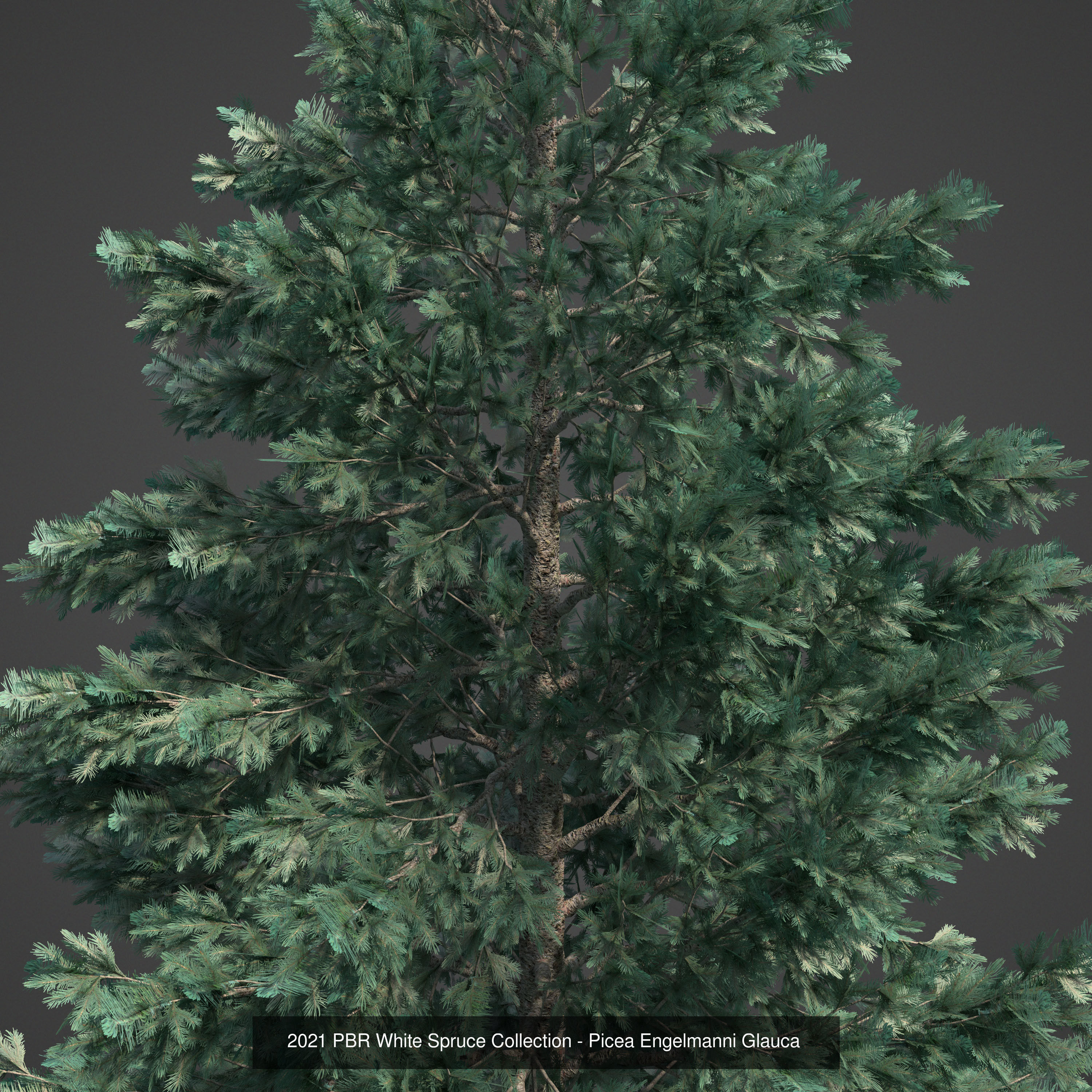 Collection - Xfrog Conifers Superpack  _22