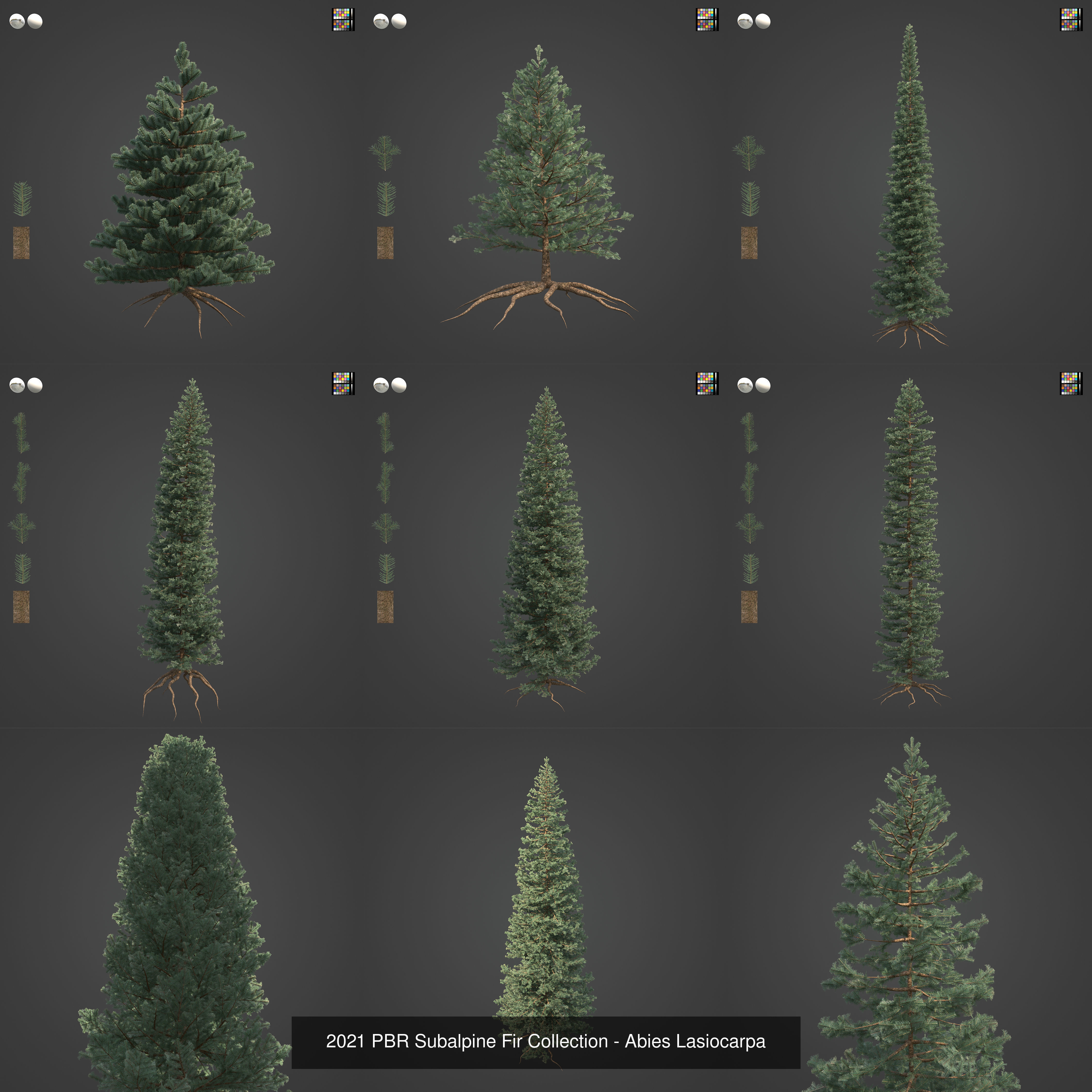 Collection - Xfrog Conifers Superpack  _52