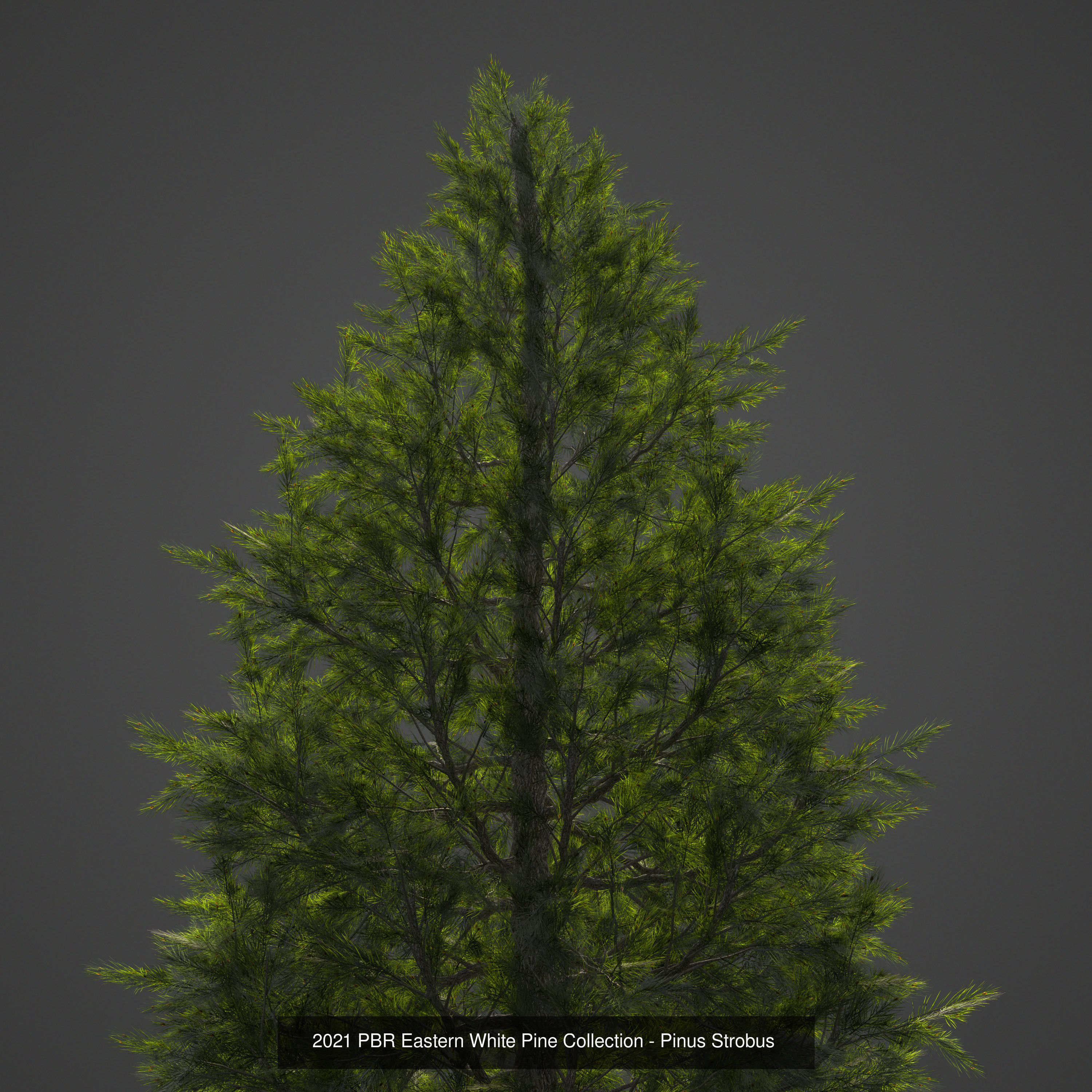 Collection - Xfrog Conifers Superpack  _23