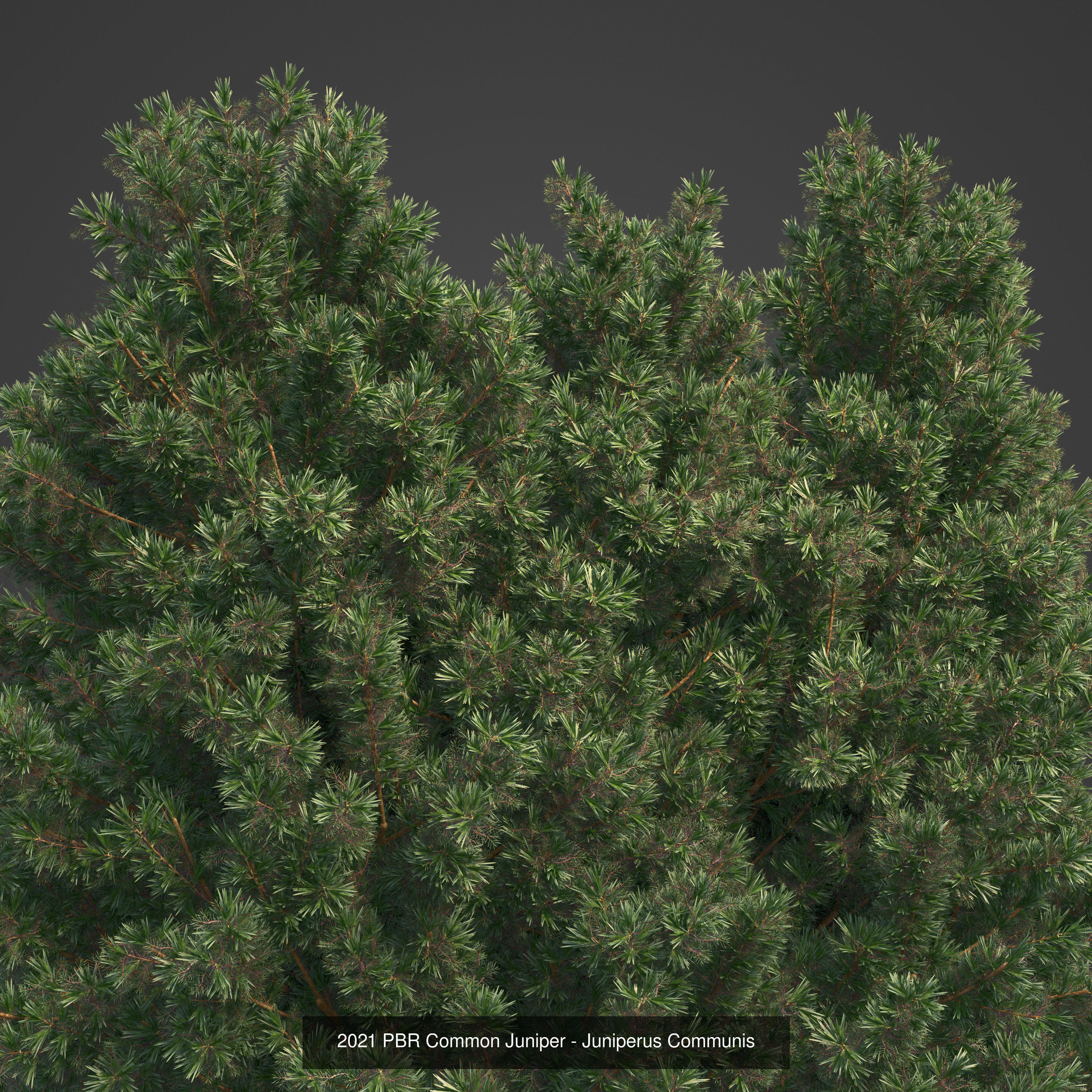 Collection - Xfrog Conifers Superpack  _28