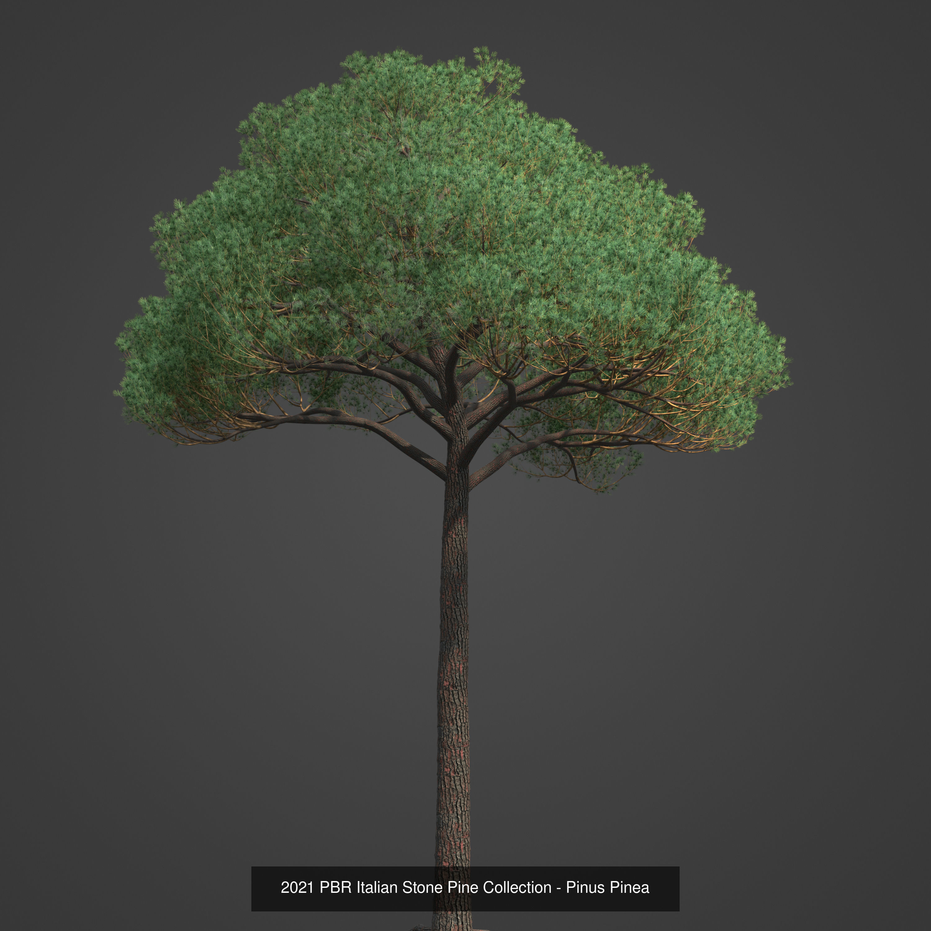 Collection - Xfrog Conifers Superpack  _32