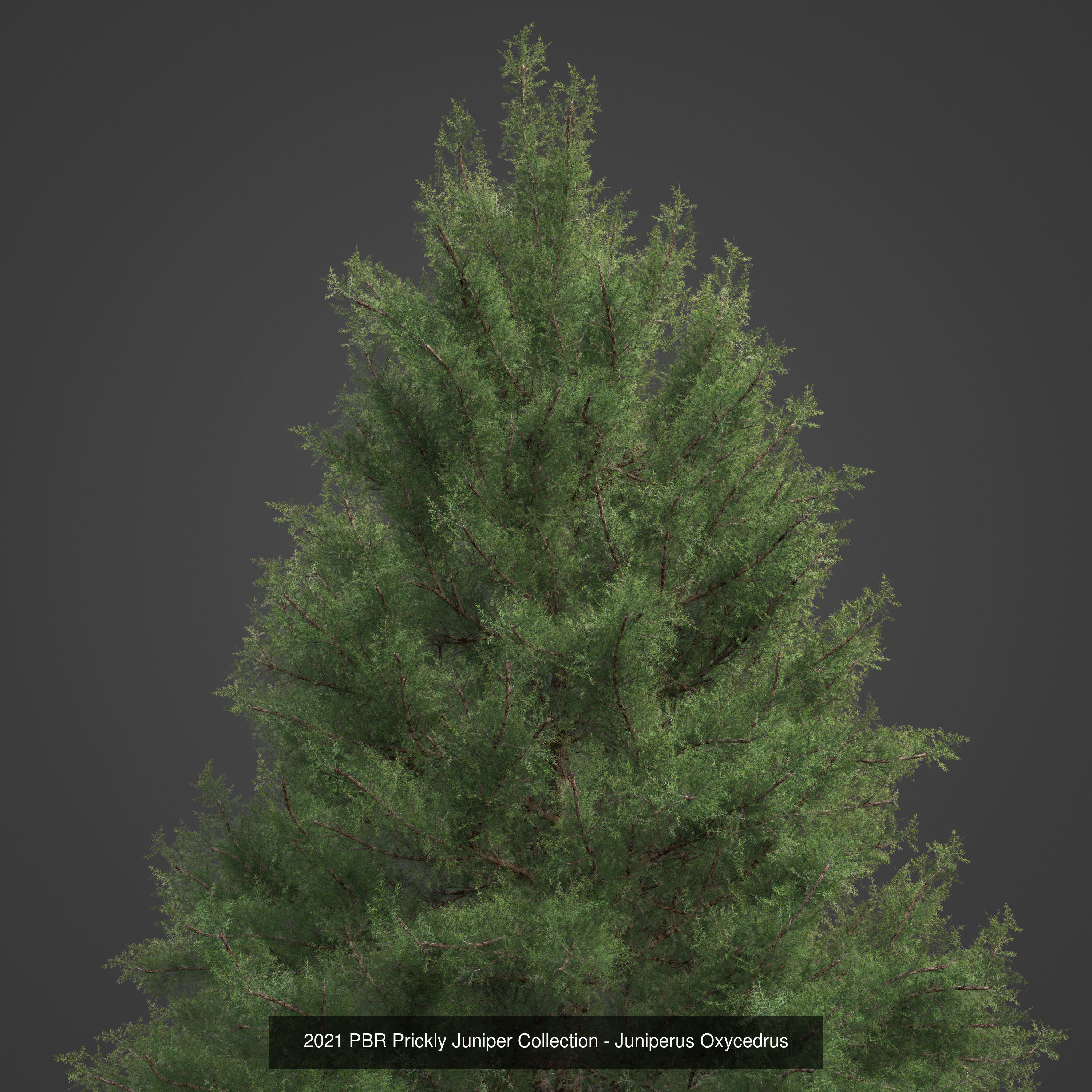 Collection - Xfrog Conifers Superpack  _30