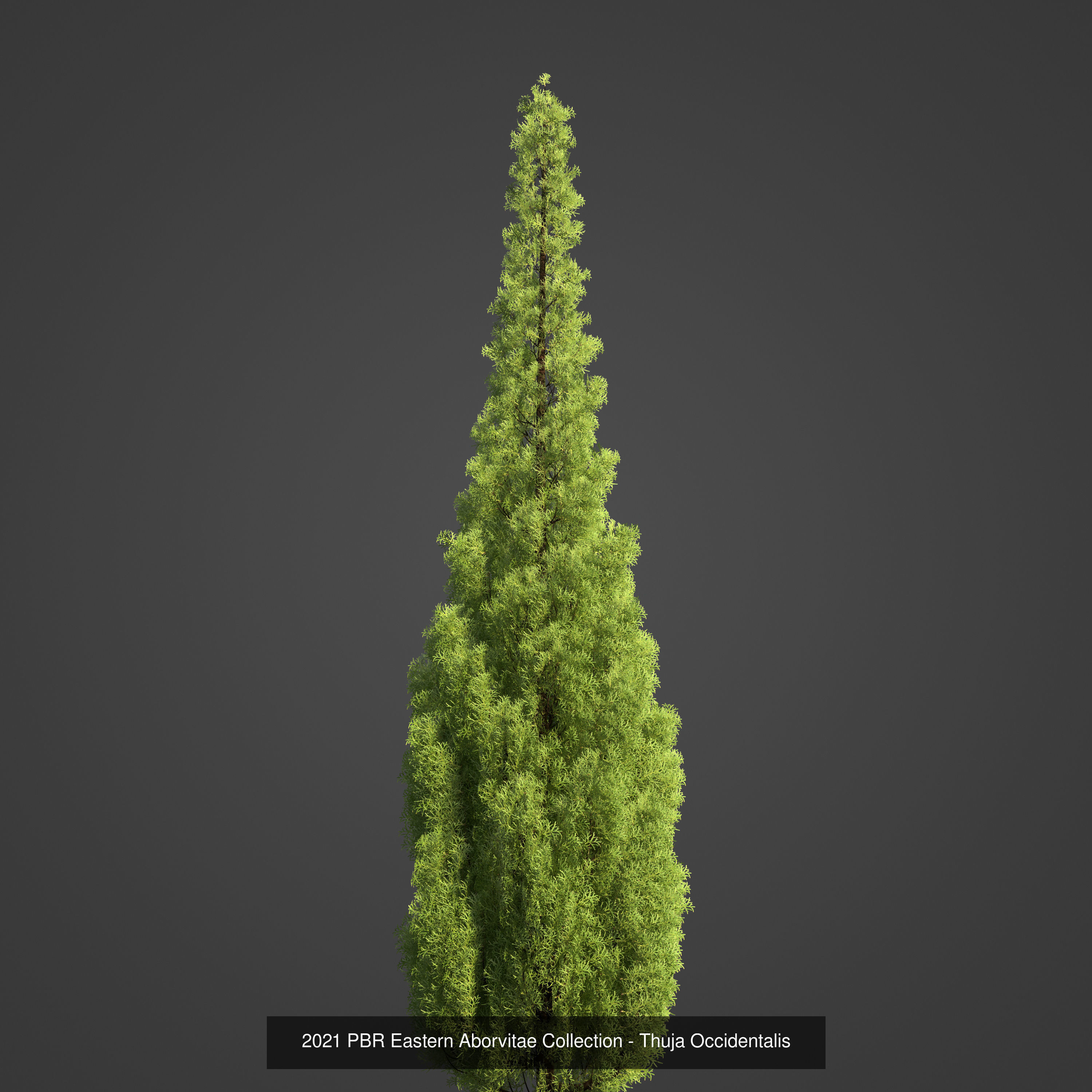 Collection - Xfrog Conifers Superpack  _40