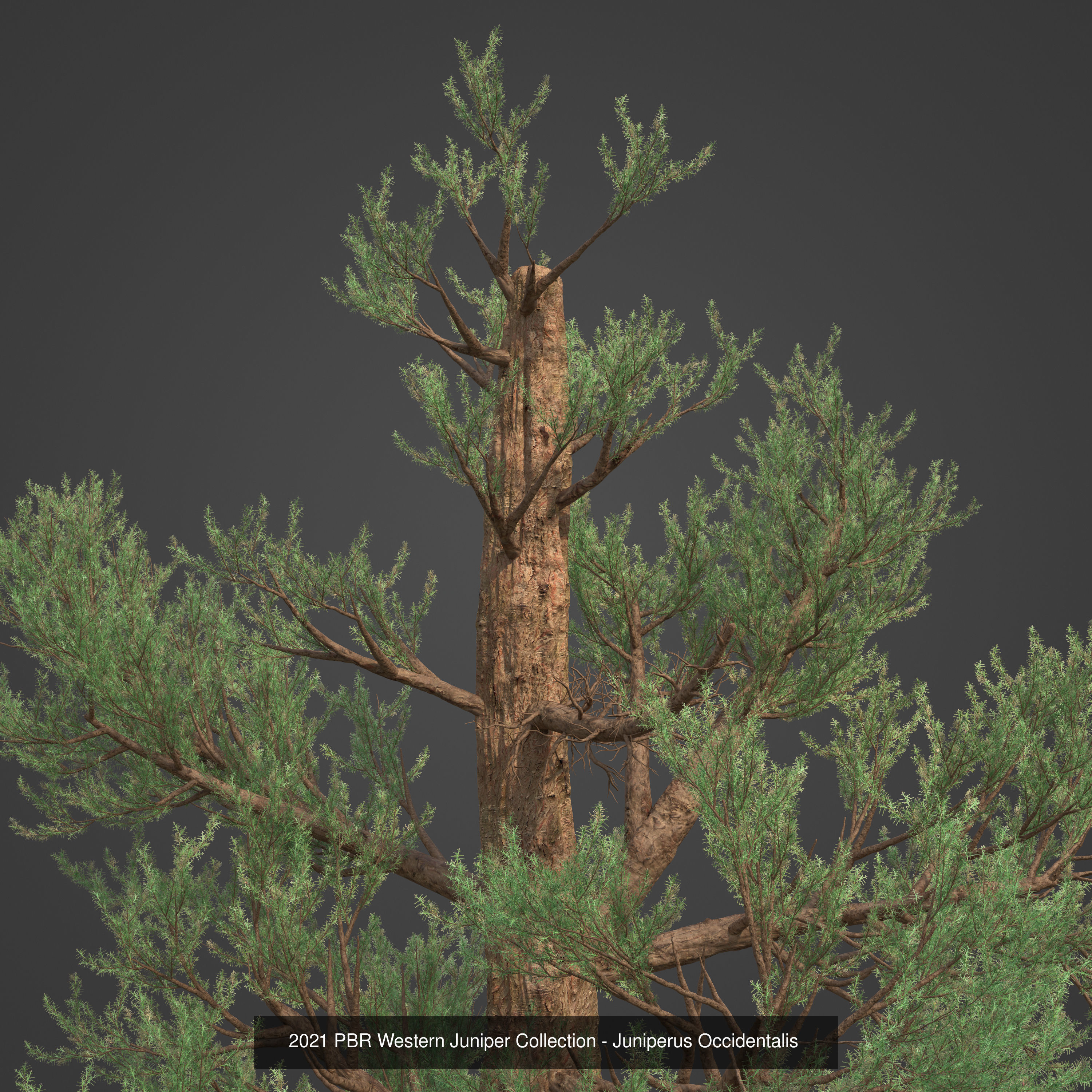 Collection - Xfrog Conifers Superpack  _31