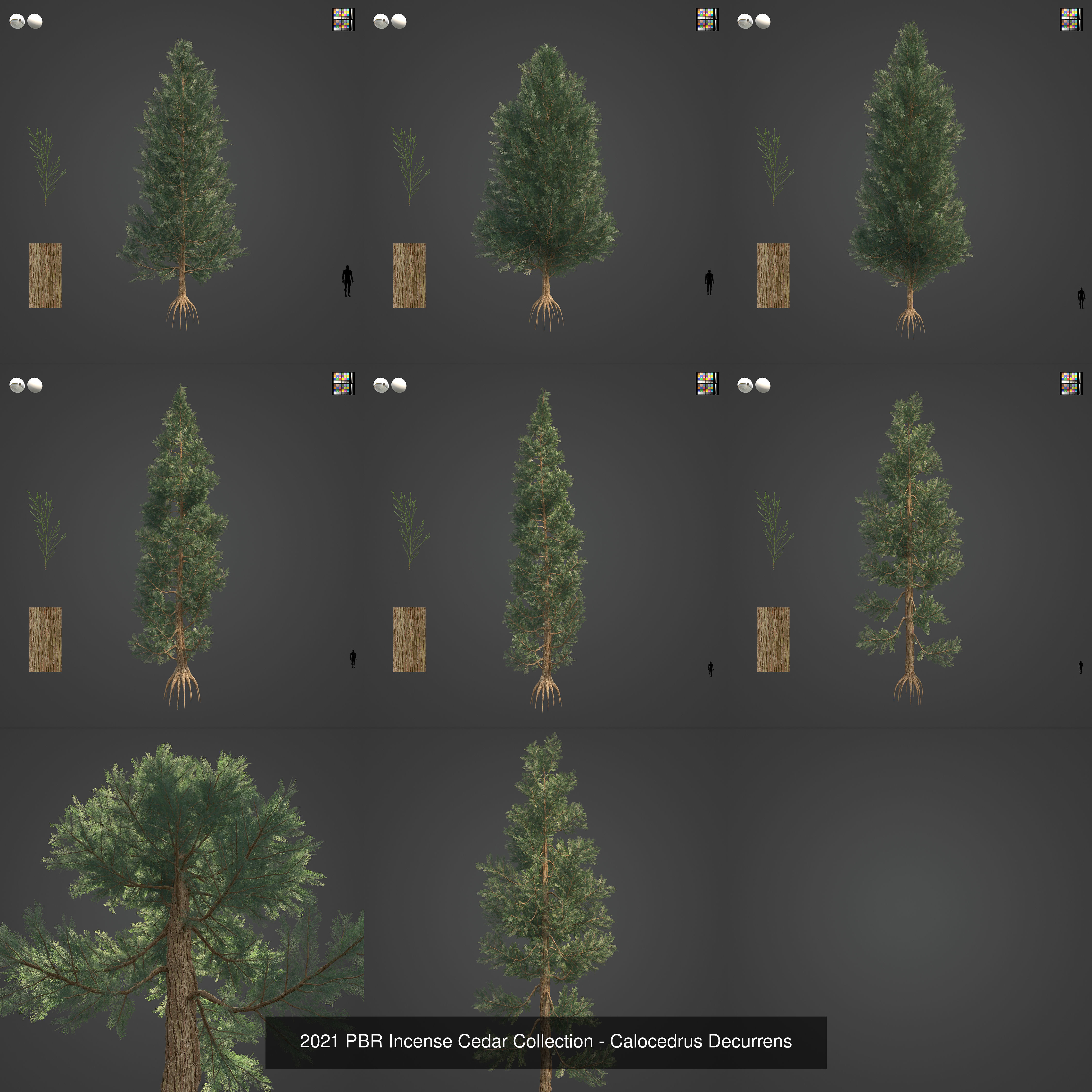 Collection - Xfrog Conifers Superpack  _41