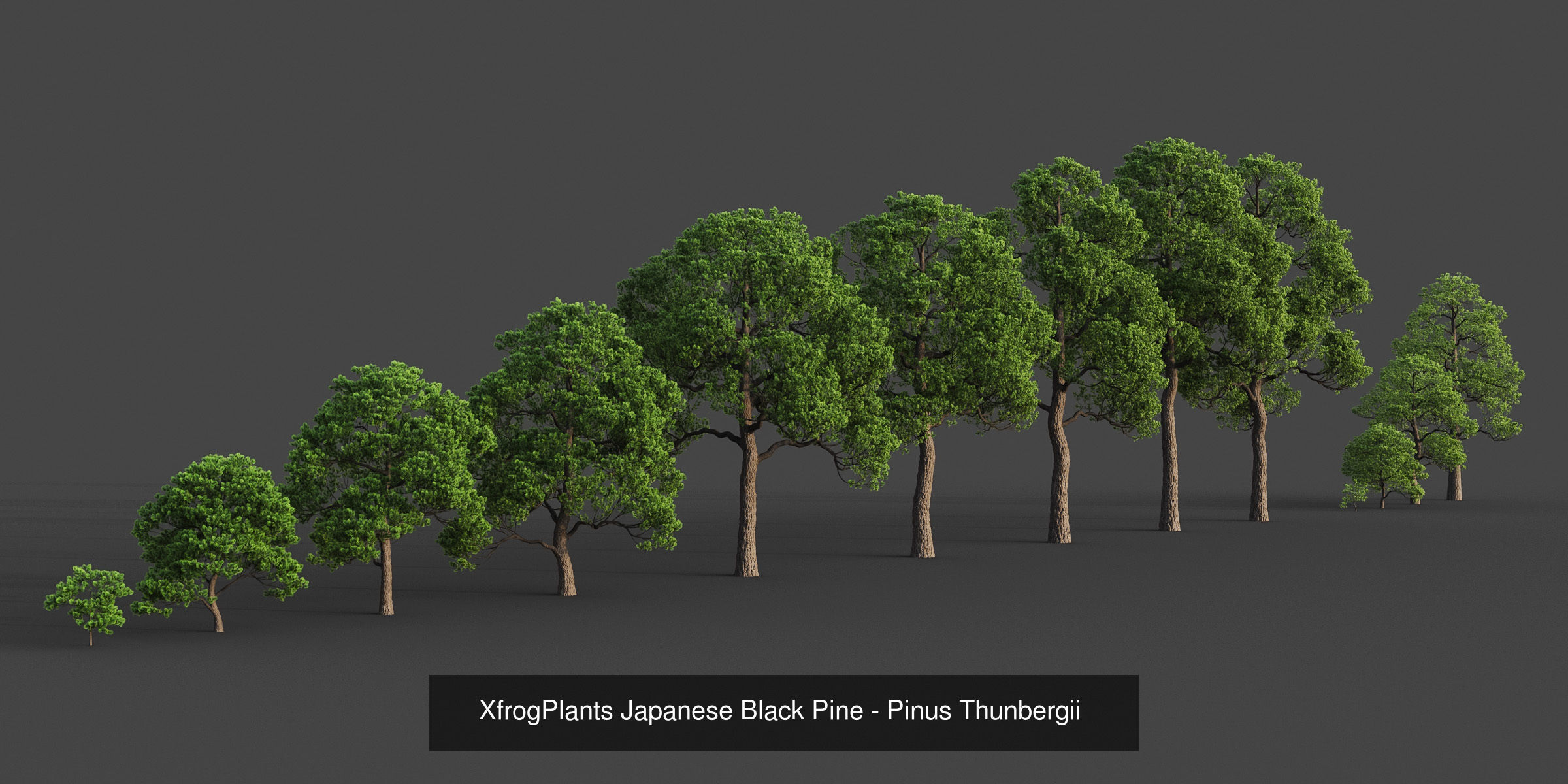 Collection - Xfrog Conifers Superpack  _47