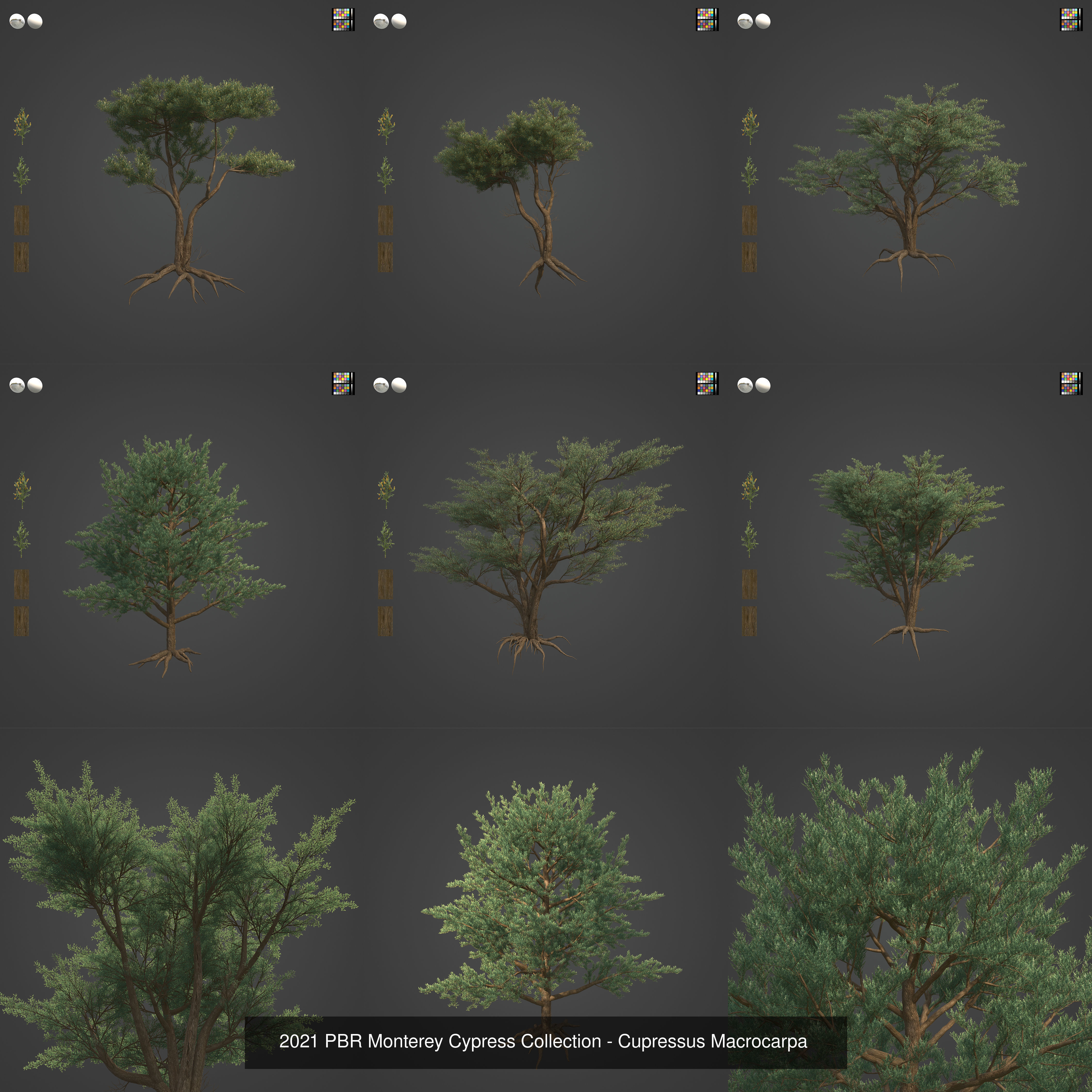 Collection - Xfrog Conifers Superpack  _50