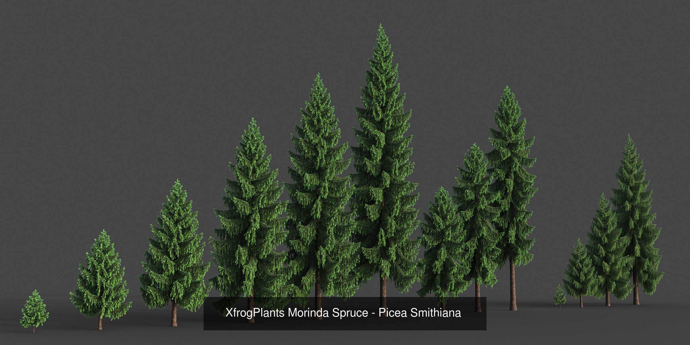 Collection - Xfrog Conifers Superpack  _45
