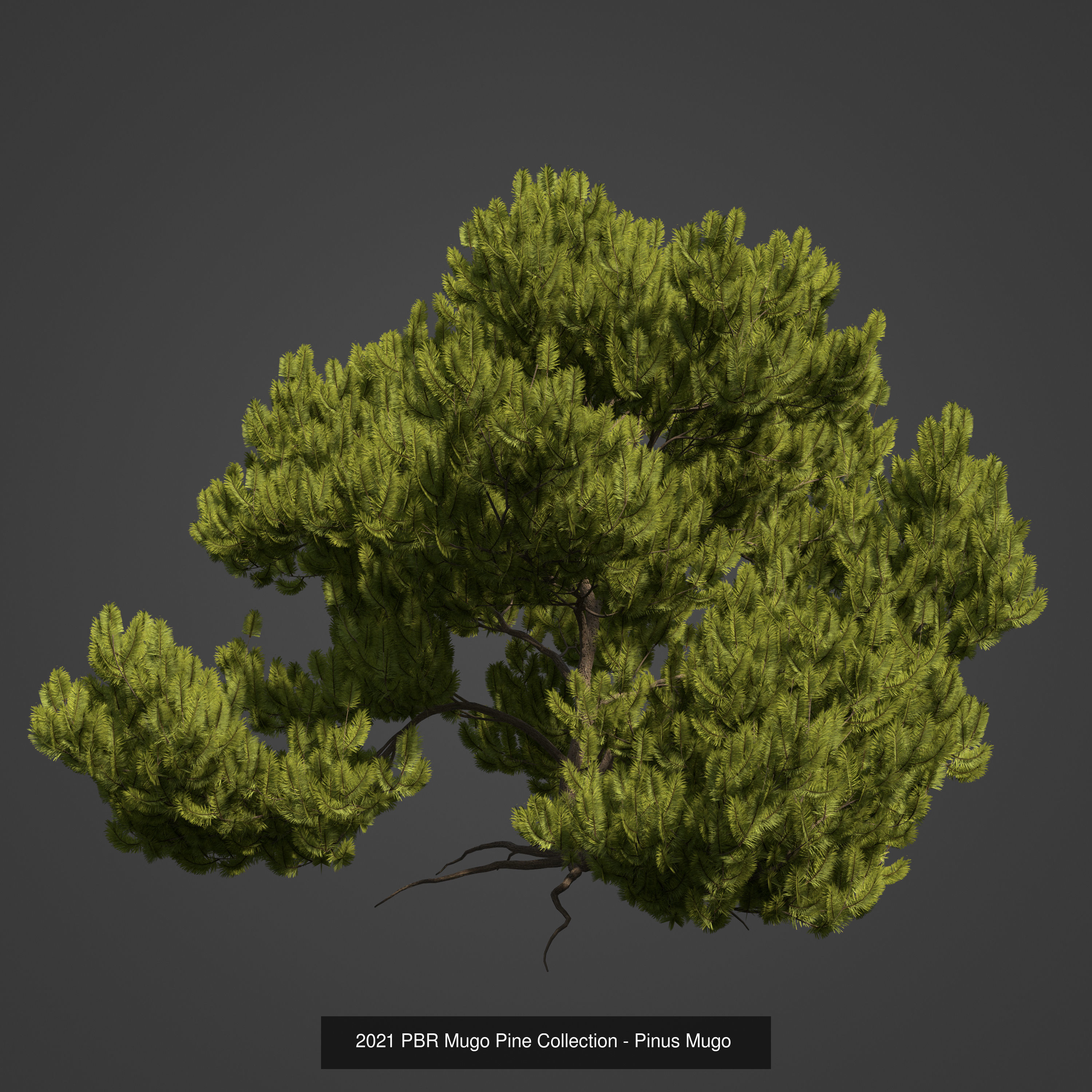 Collection - Xfrog Conifers Superpack  _39