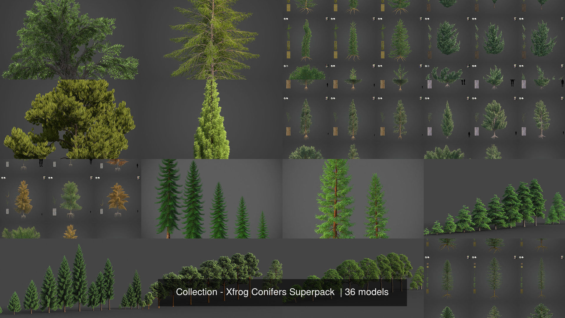 Collection - Xfrog Conifers Superpack  _14