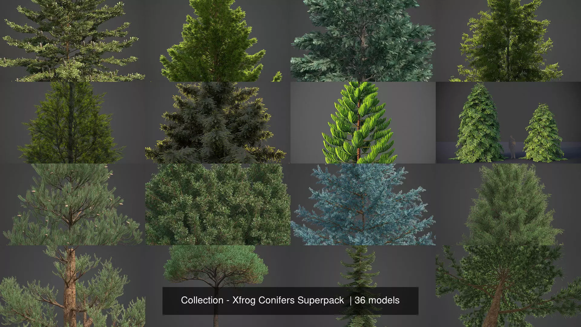 Collection - Xfrog Conifers Superpack  _0