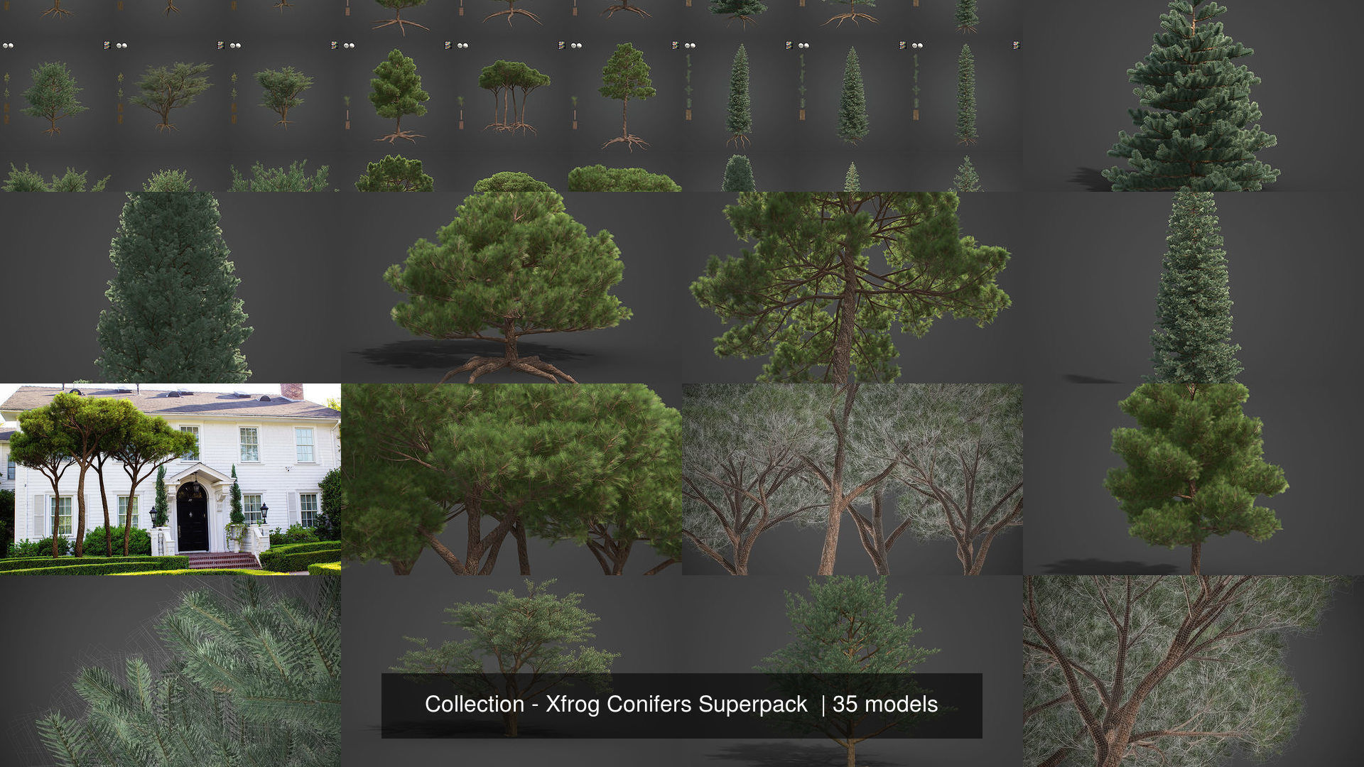 Collection - Xfrog Conifers Superpack  _16