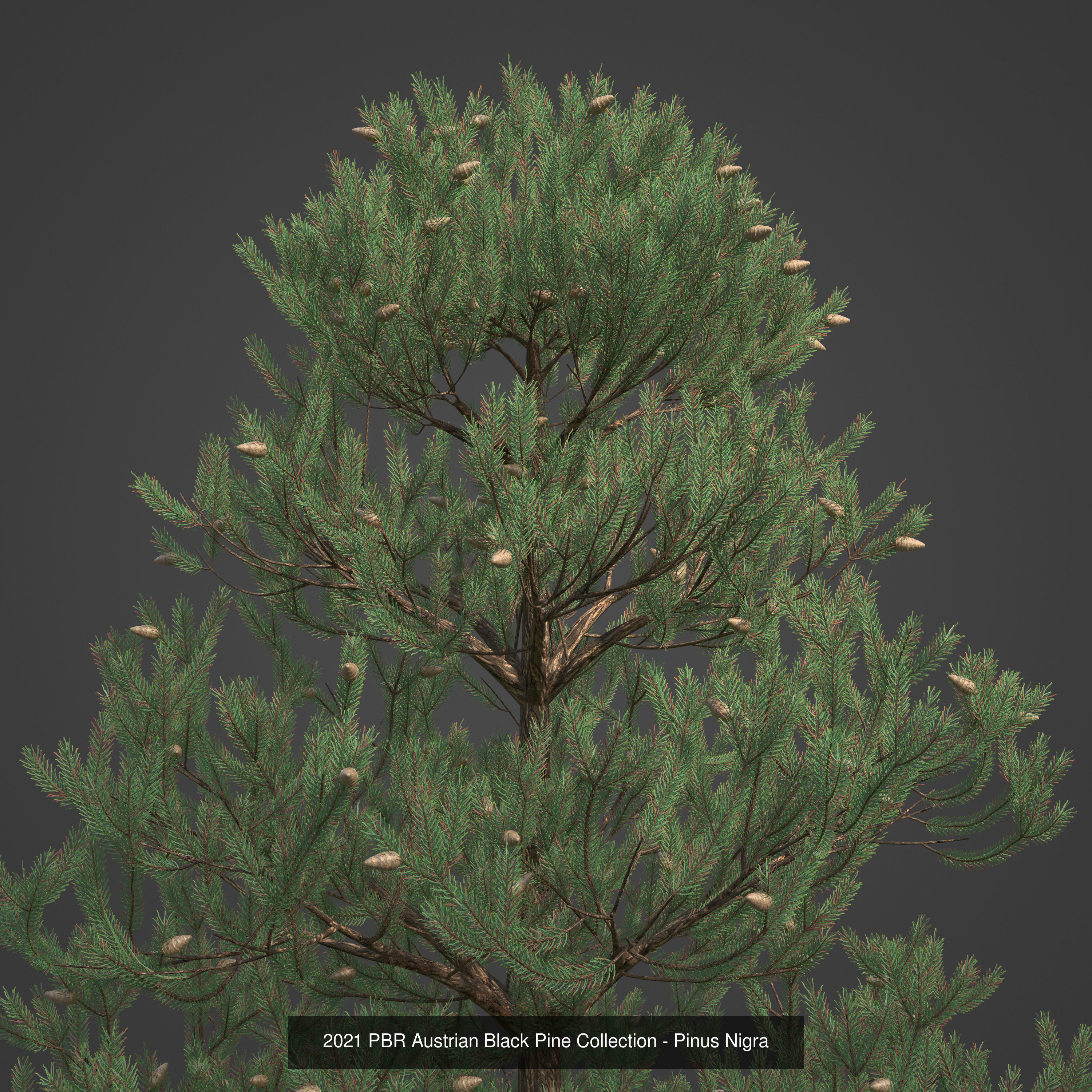 Collection - Xfrog Conifers Superpack  _27