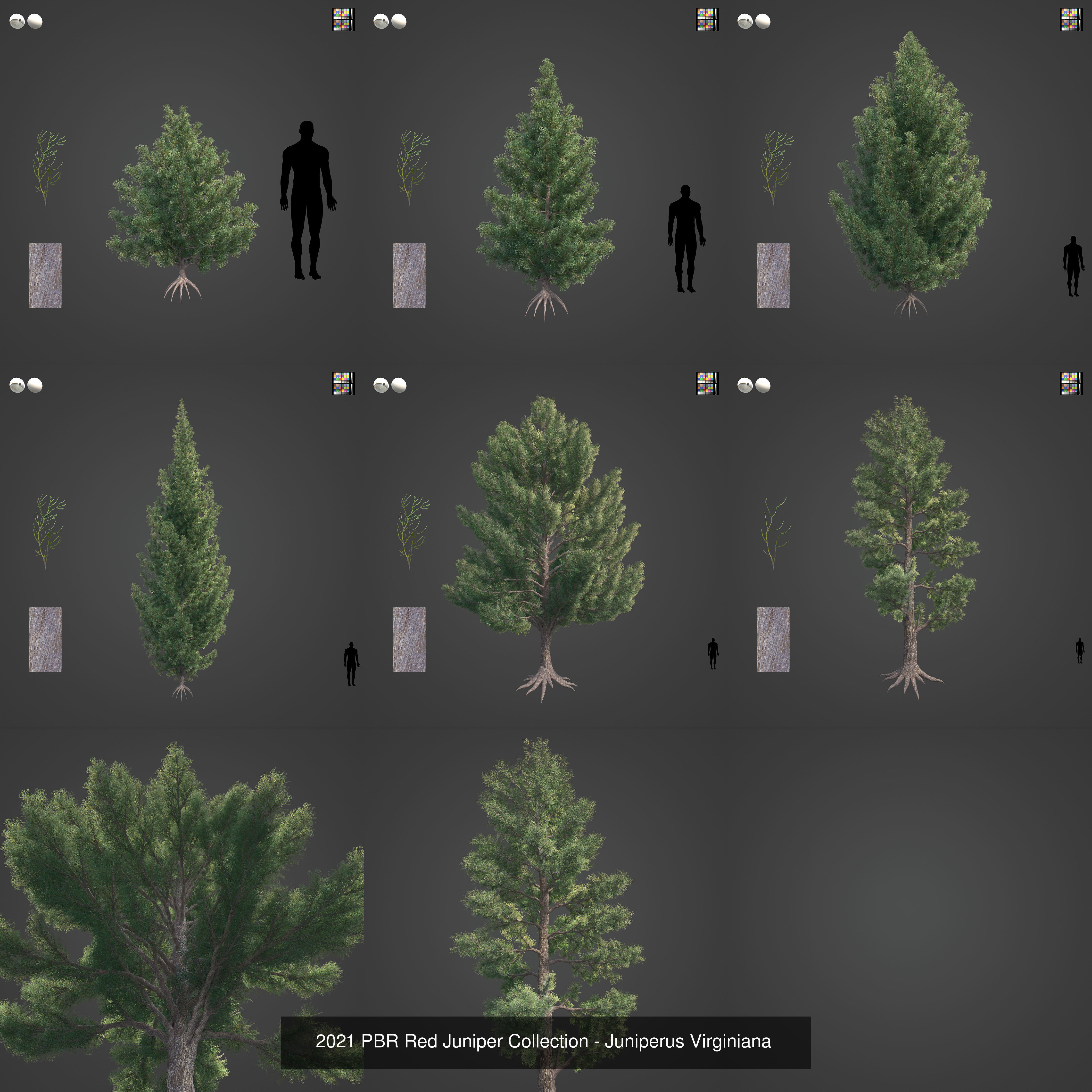 Collection - Xfrog Conifers Superpack  _42