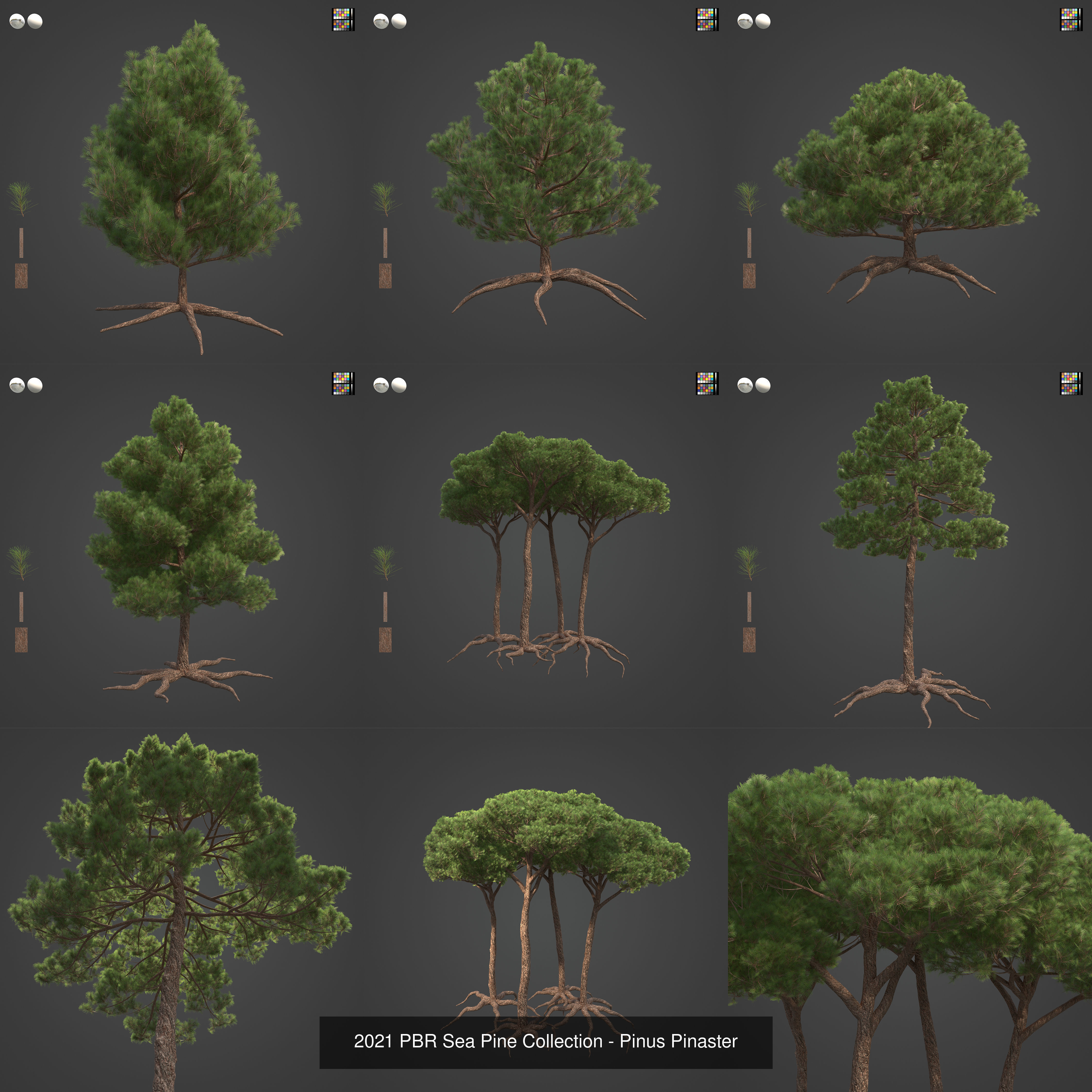 Collection - Xfrog Conifers Superpack  _51