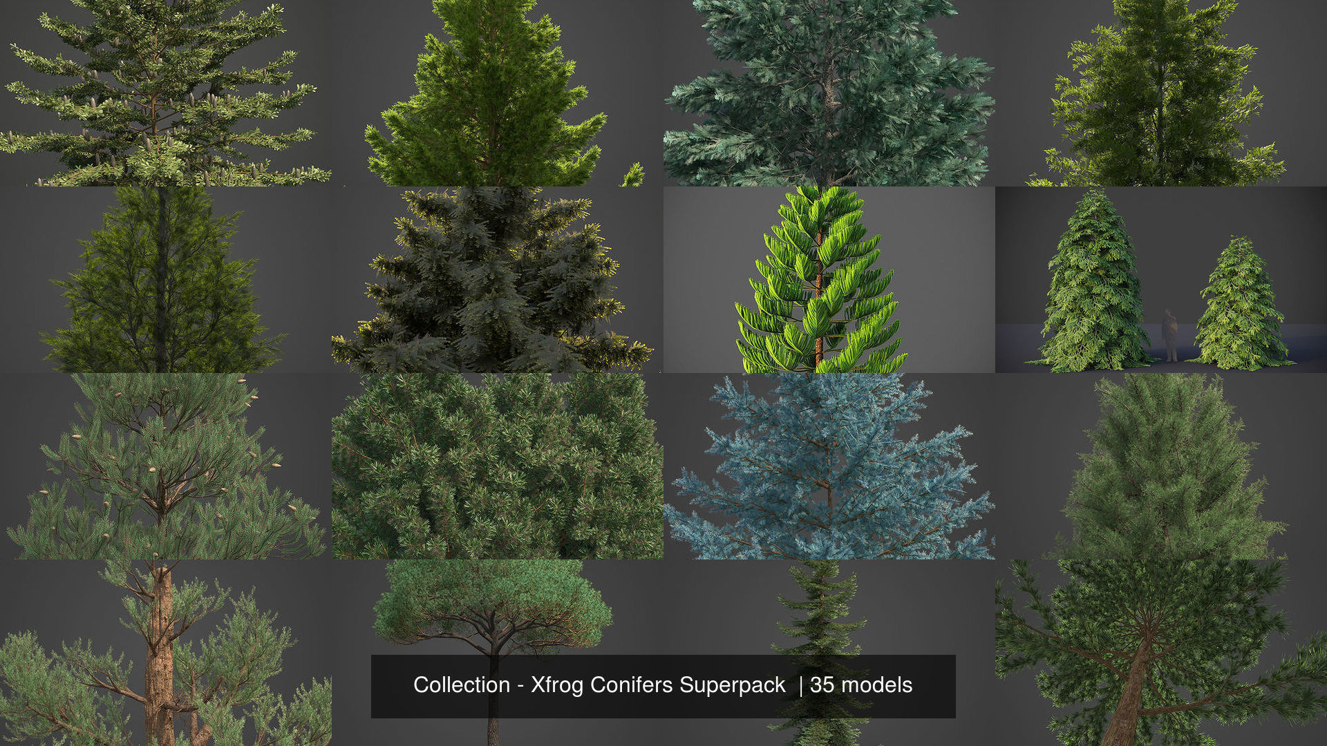 Collection - Xfrog Conifers Superpack  _5