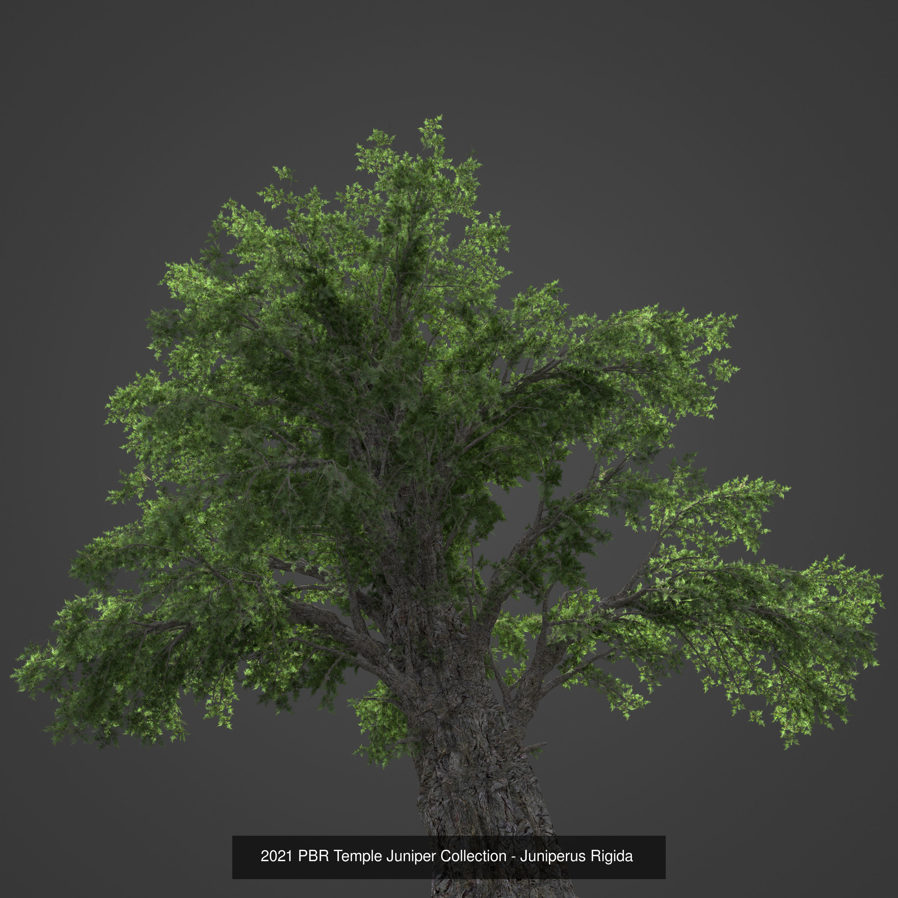 Collection - Xfrog Conifers Superpack  _35