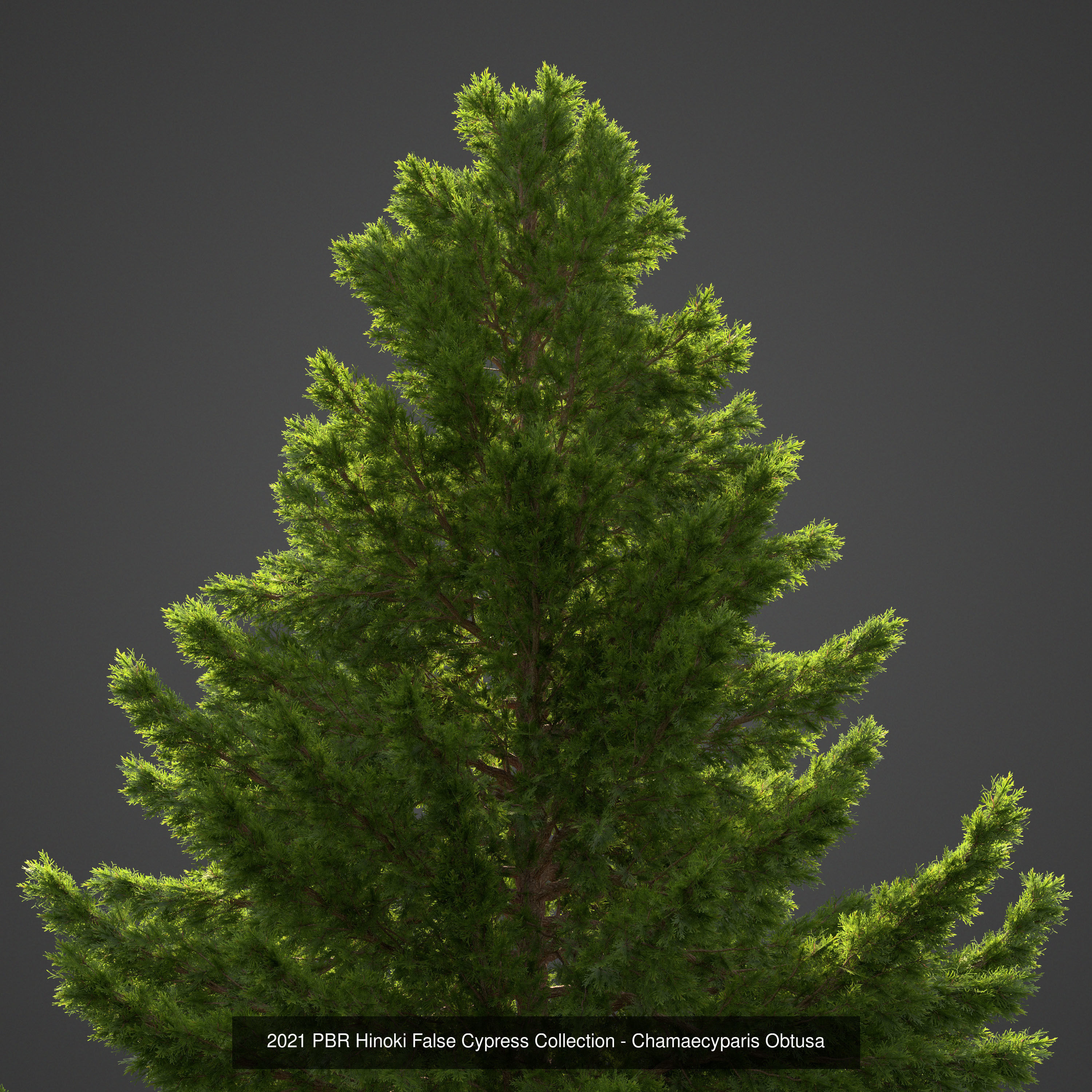 Collection - Xfrog Conifers Superpack  _21