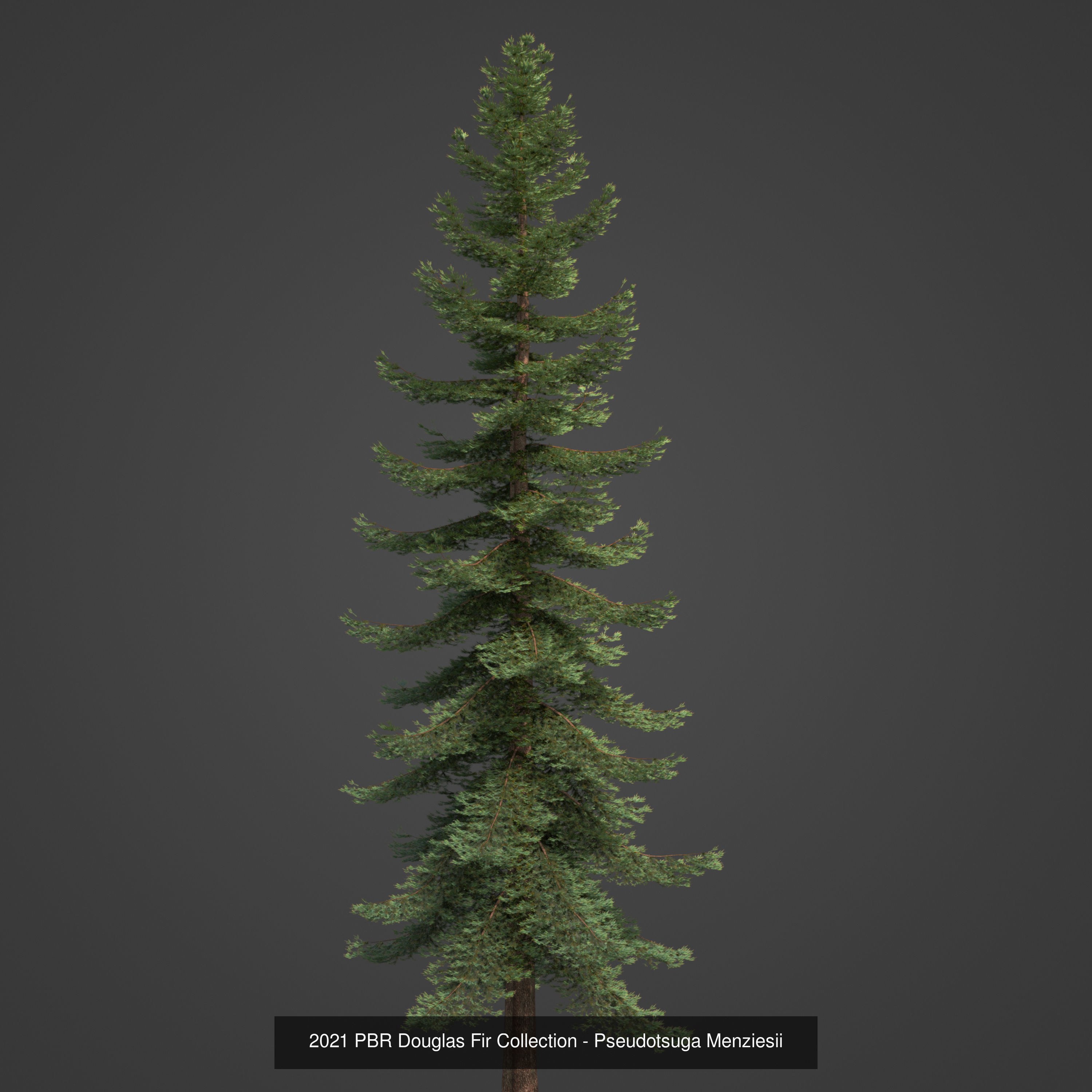 Collection - Xfrog Conifers Superpack  _33