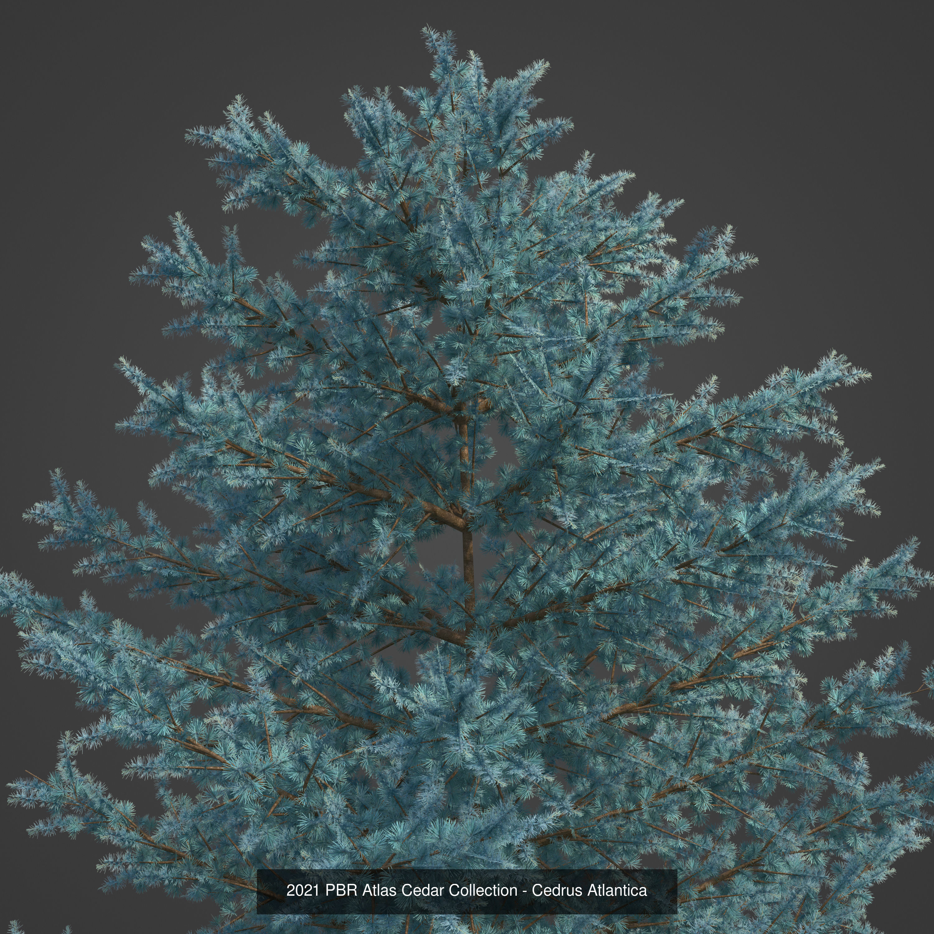 Collection - Xfrog Conifers Superpack  _29
