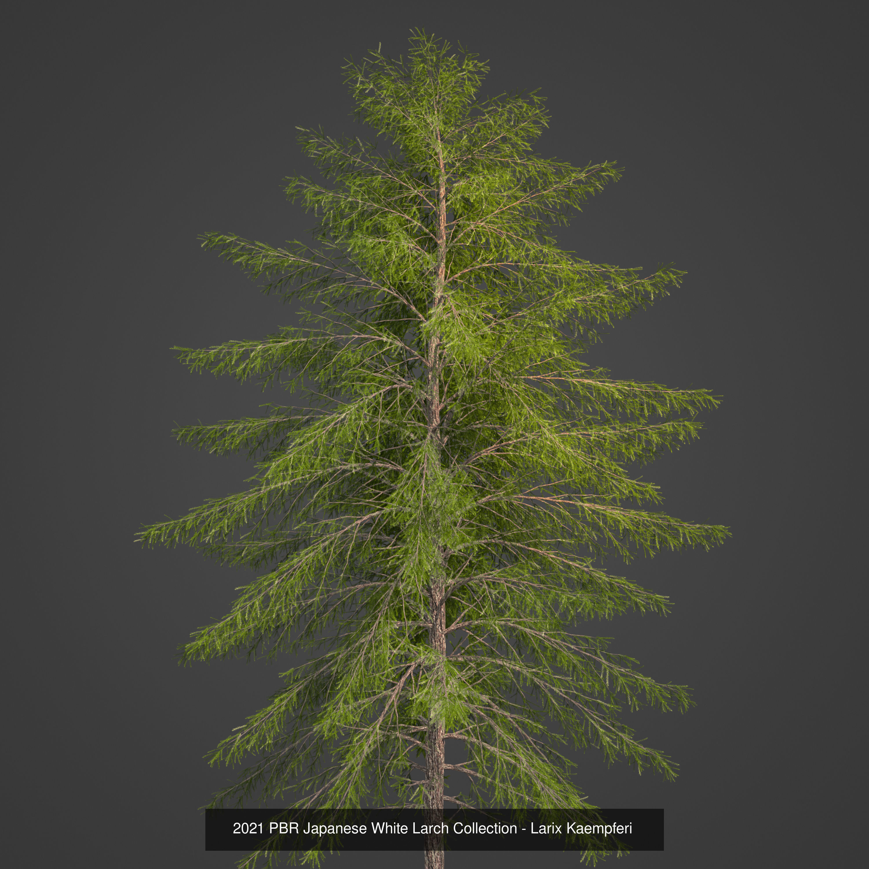 Collection - Xfrog Conifers Superpack  _36