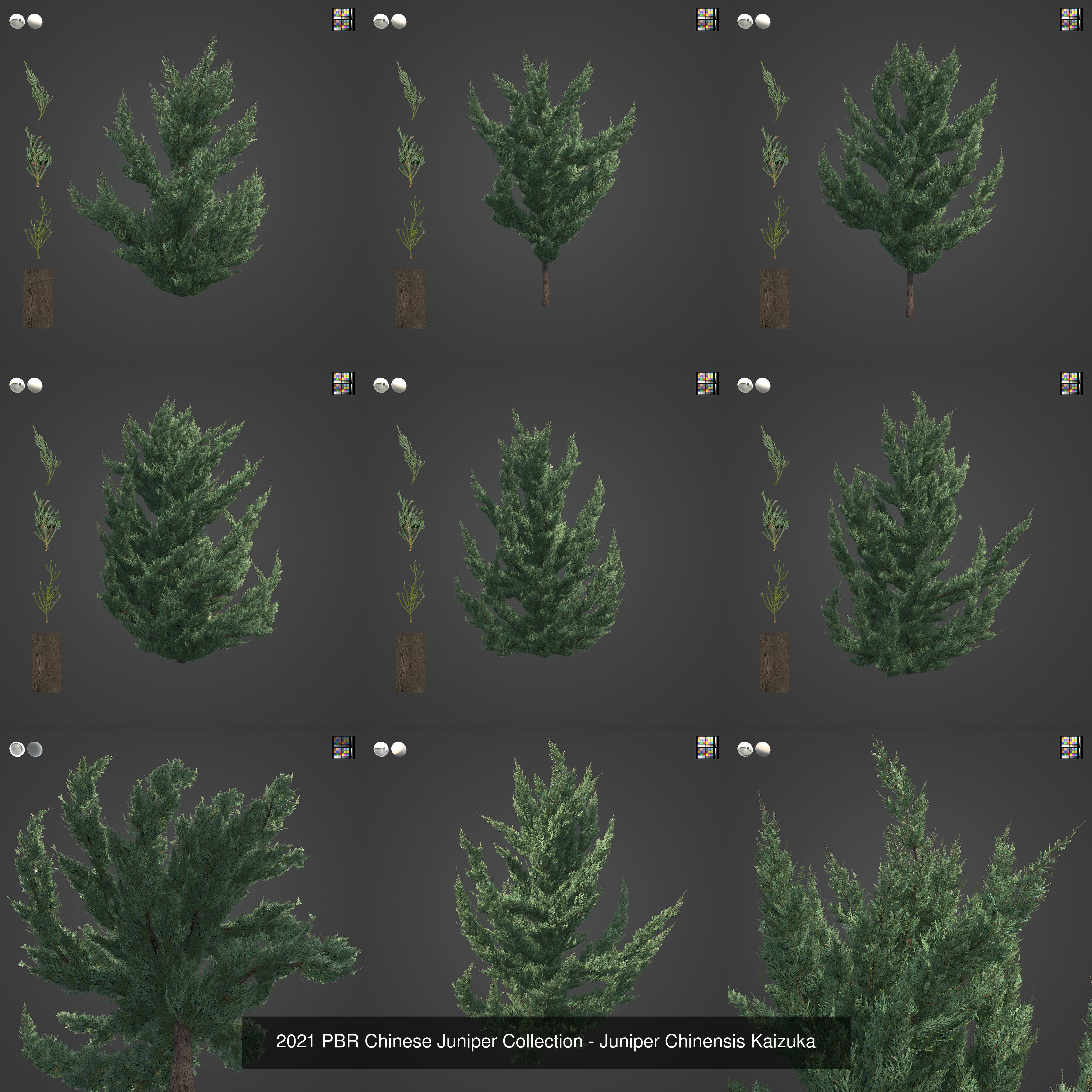 Collection - Xfrog Conifers Superpack  _38