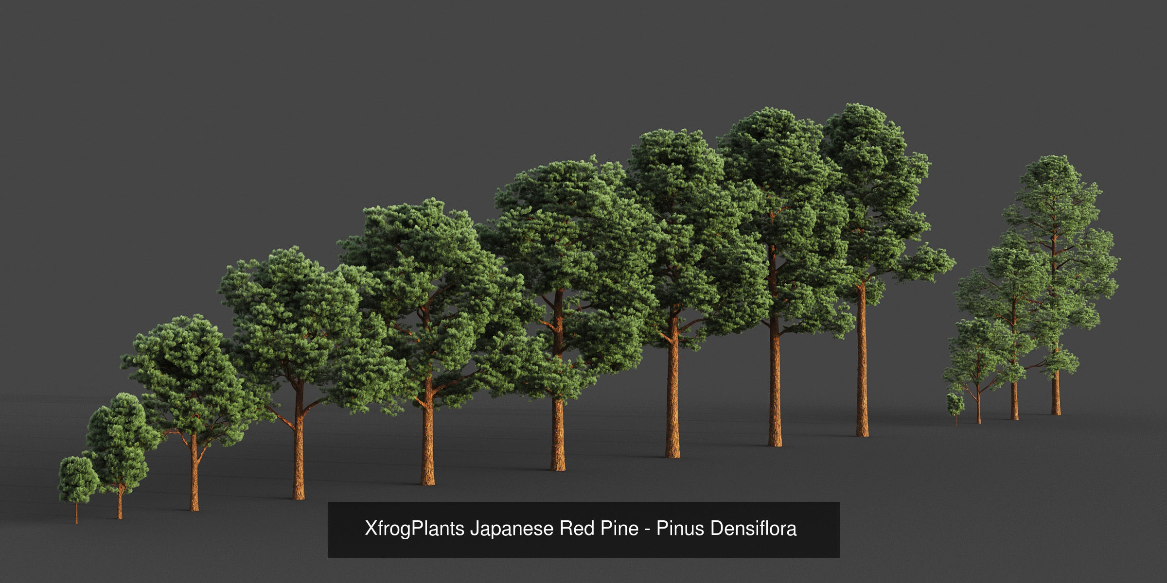 Collection - Xfrog Conifers Superpack  _46