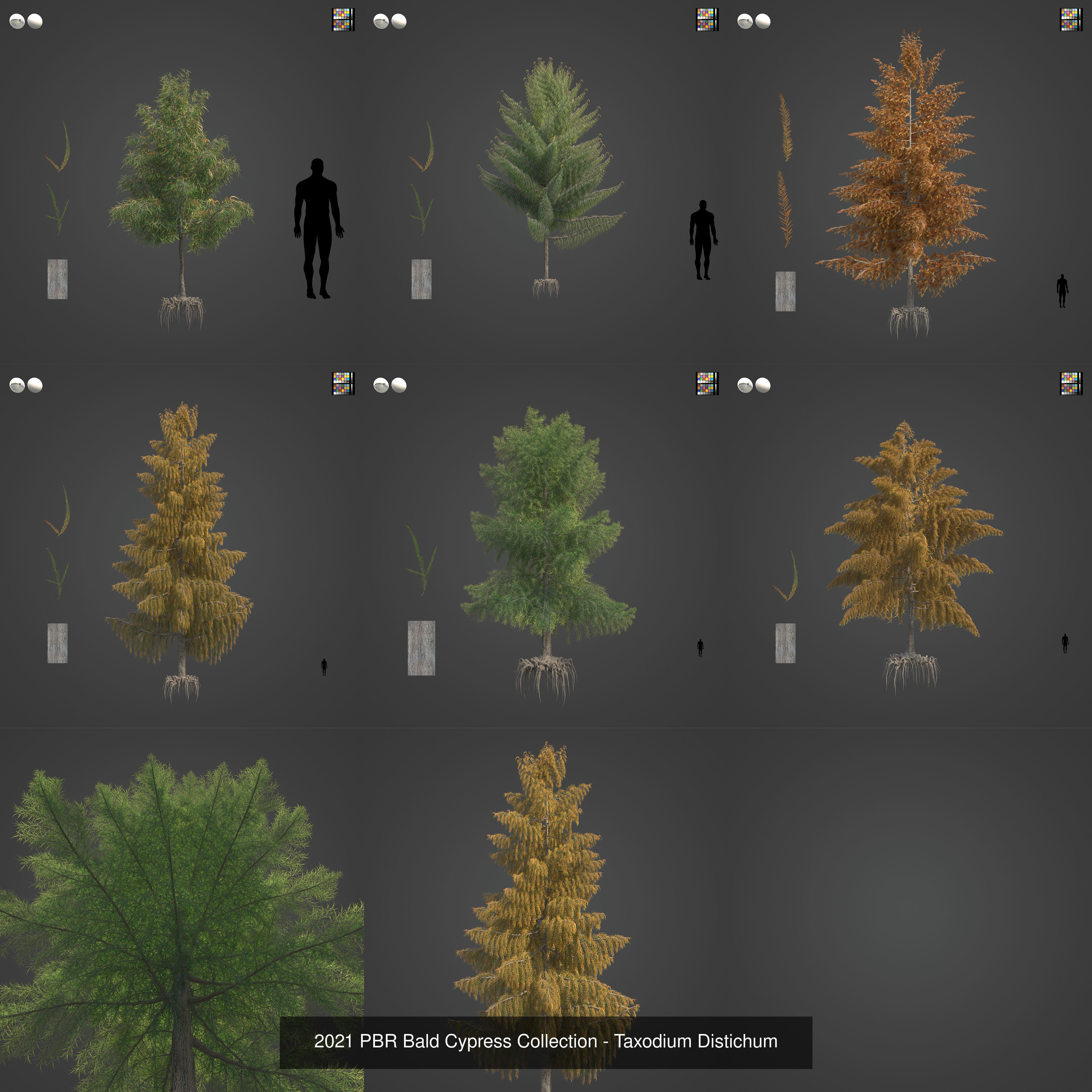 Collection - Xfrog Conifers Superpack  _43