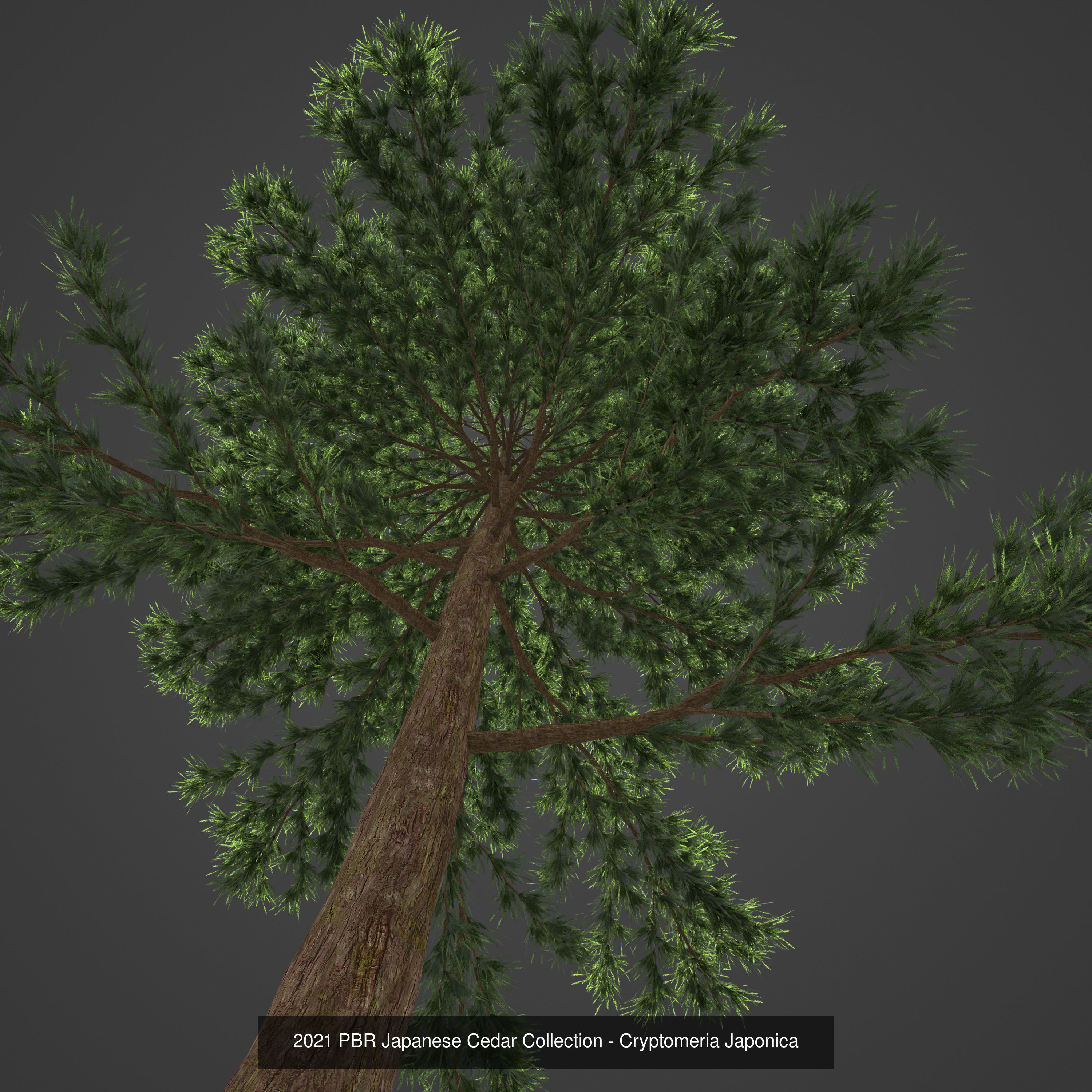 Collection - Xfrog Conifers Superpack  _34