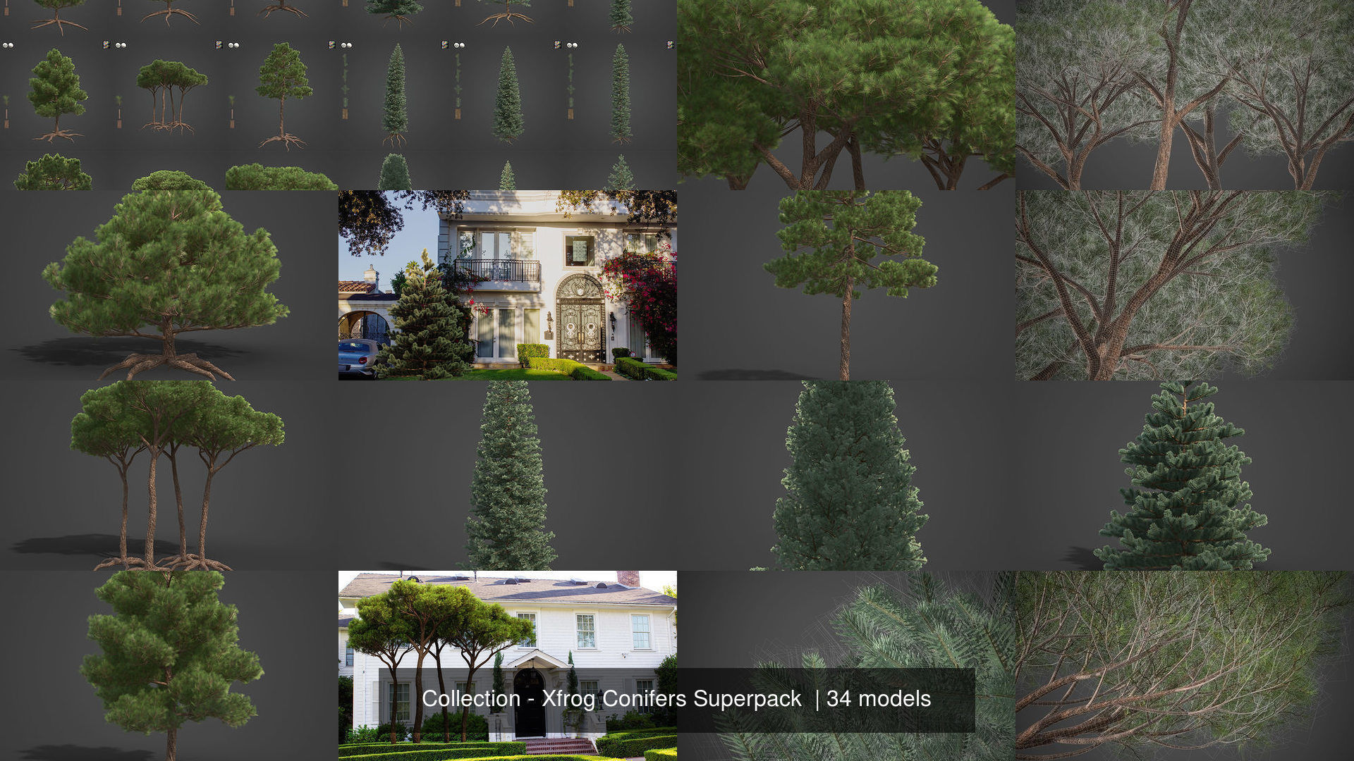 Collection - Xfrog Conifers Superpack  _17