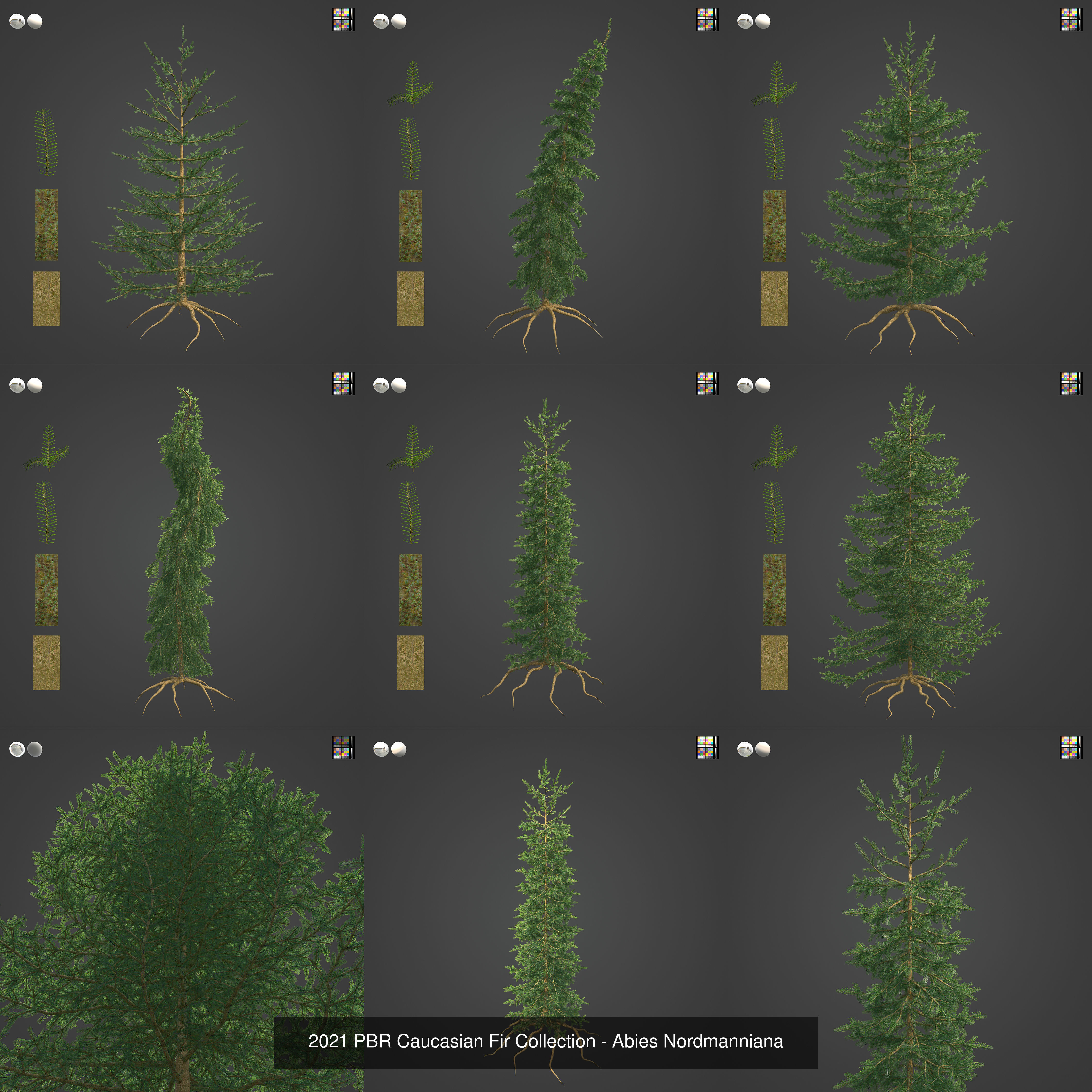 Collection - Xfrog Conifers Superpack  _37