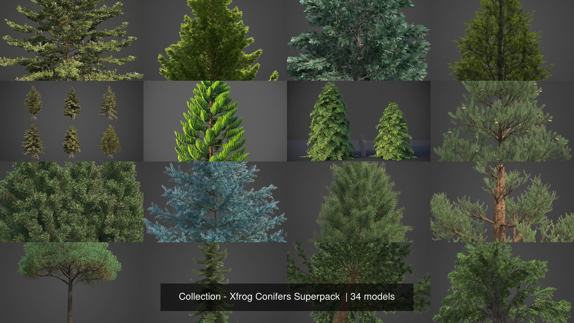 Collection - Xfrog Conifers Superpack  _7