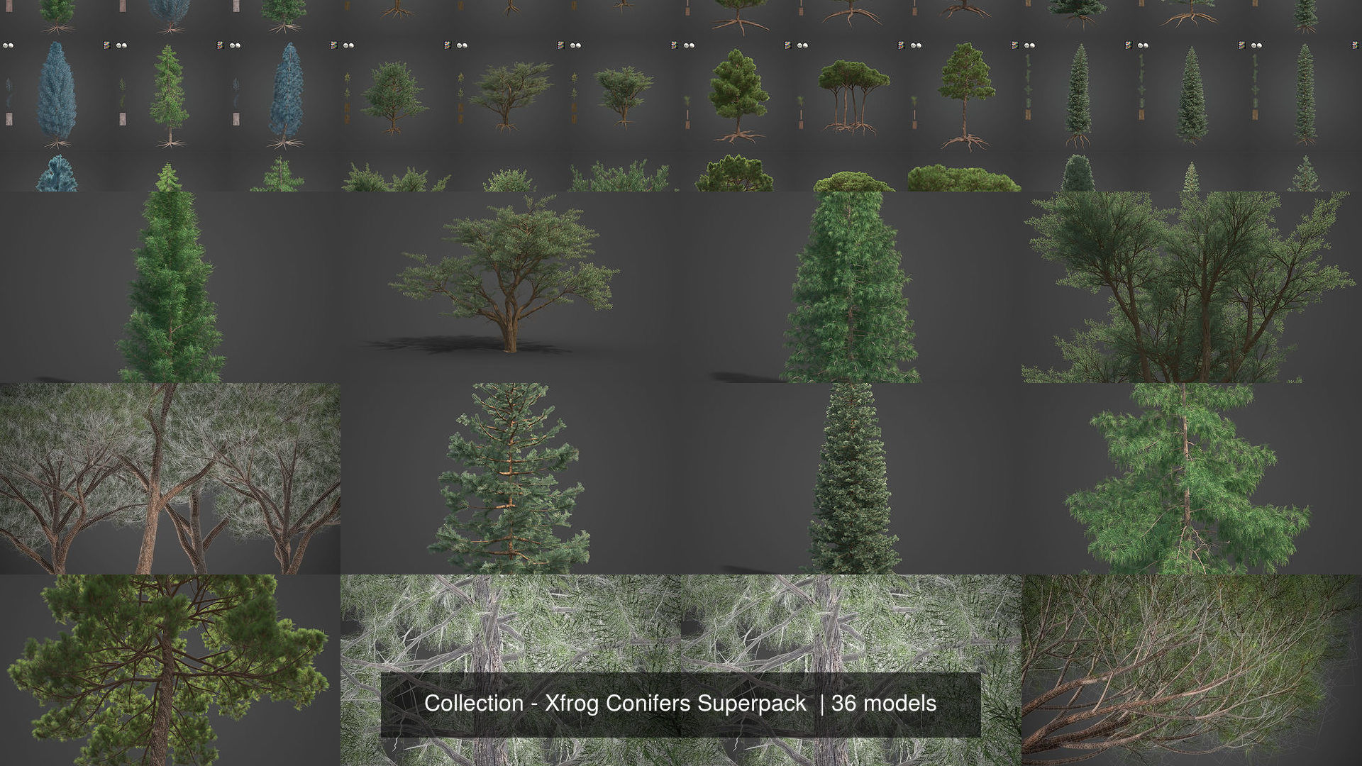 Collection - Xfrog Conifers Superpack  _19