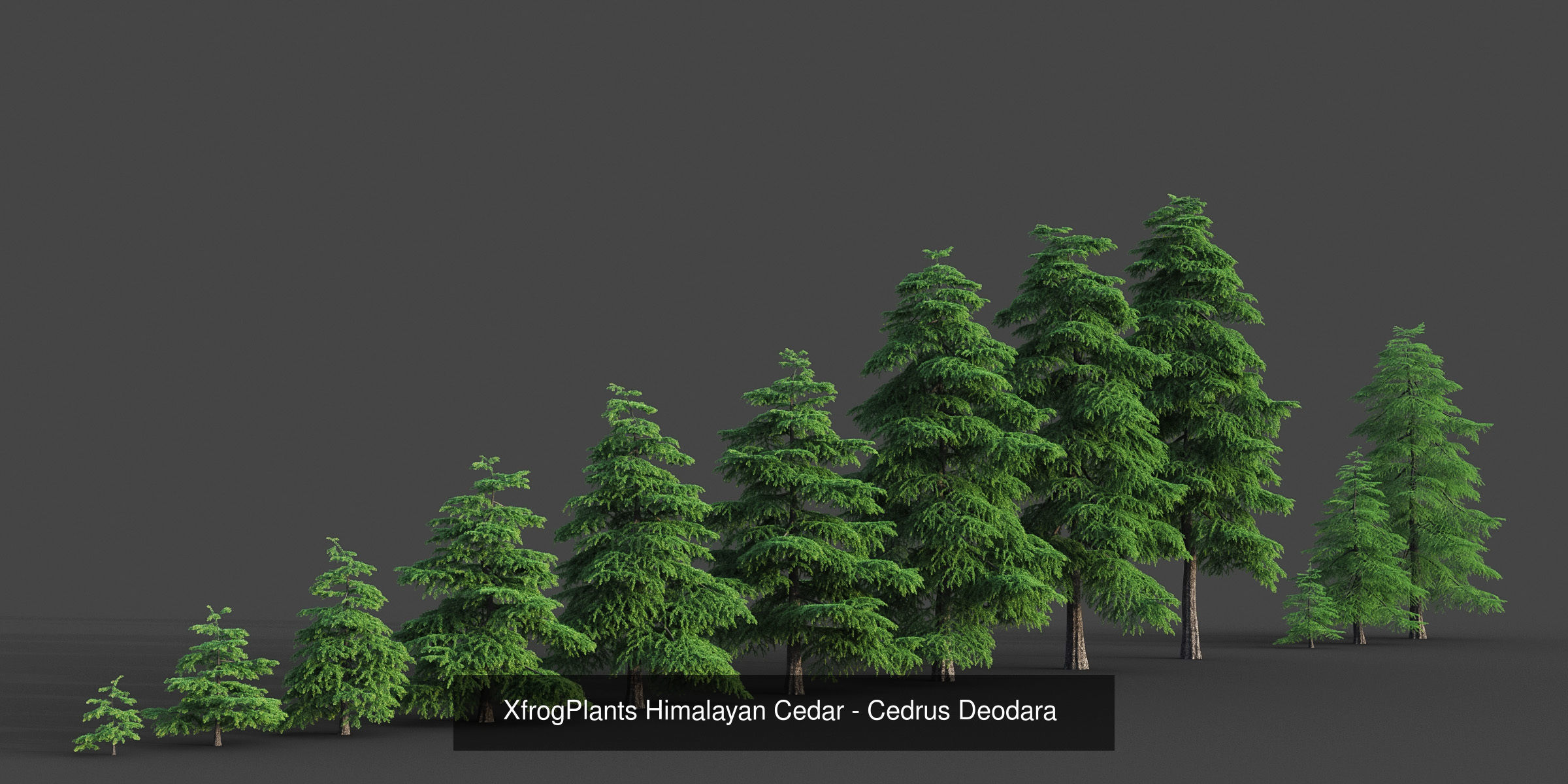 Collection - Xfrog Conifers Superpack  _44