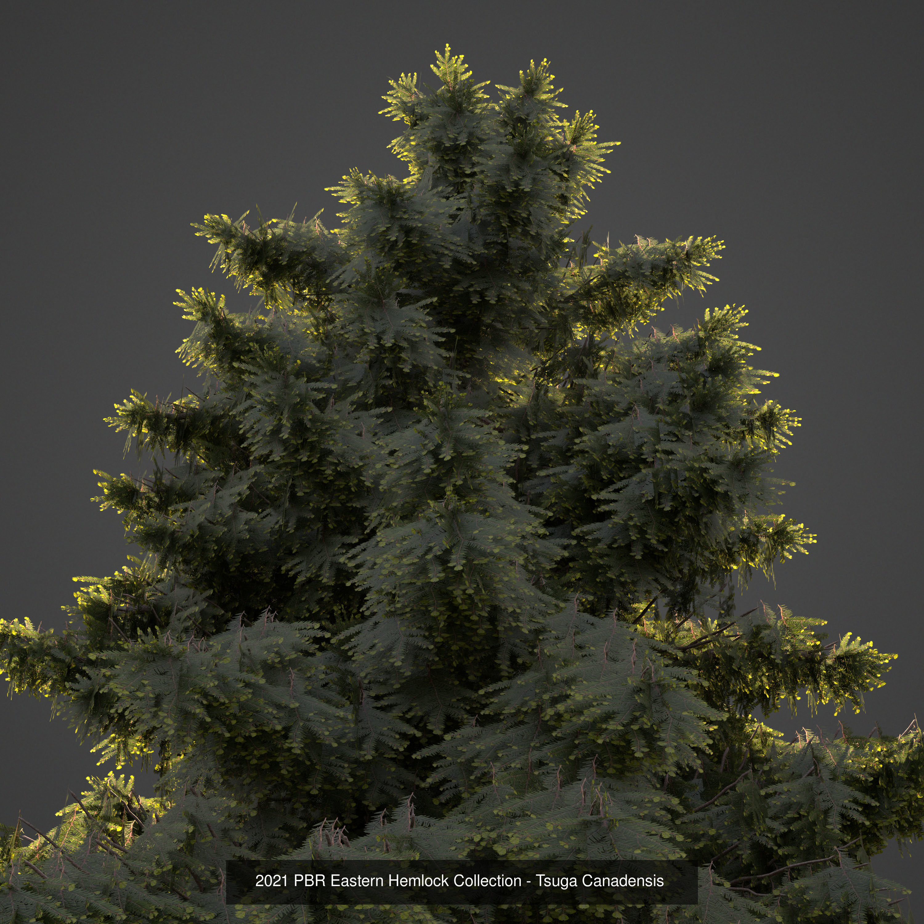 Collection - Xfrog Conifers Superpack  _24