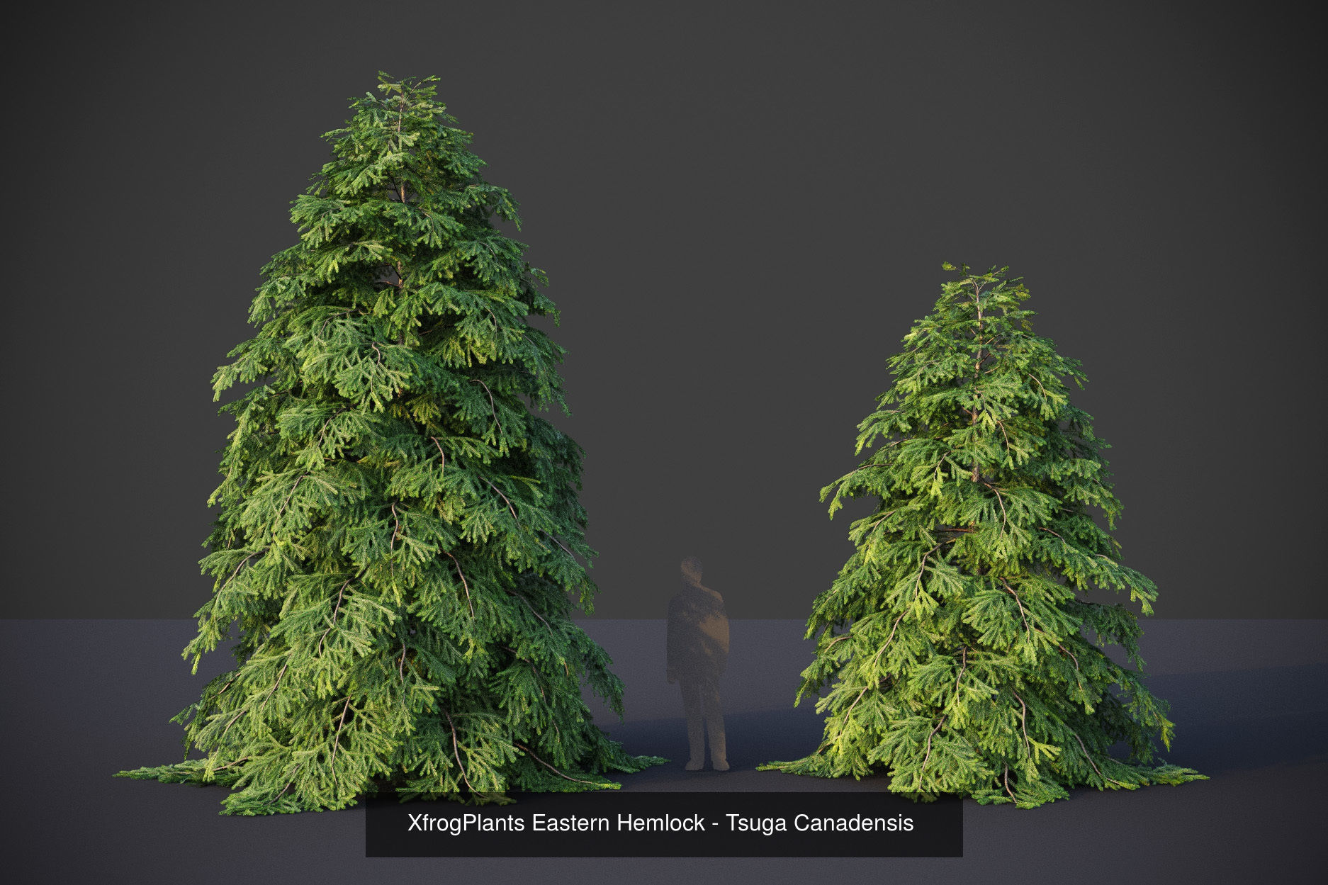 Collection - Xfrog Conifers Superpack  _26