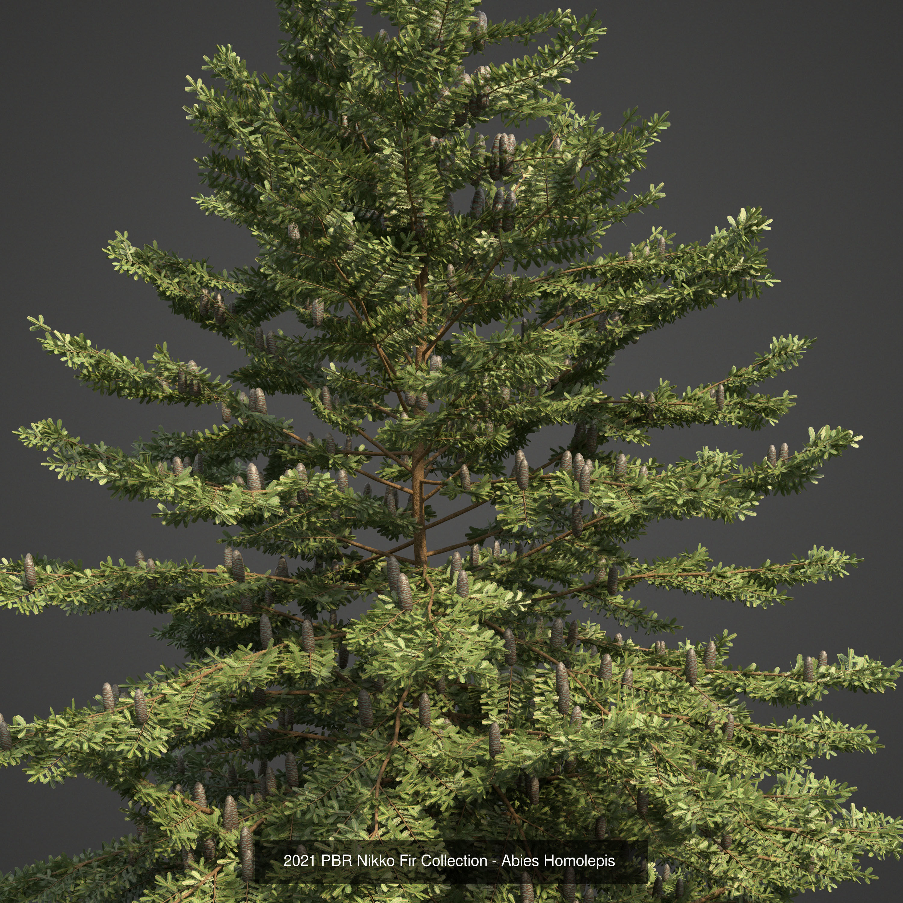 Collection - Xfrog Conifers Superpack  _20